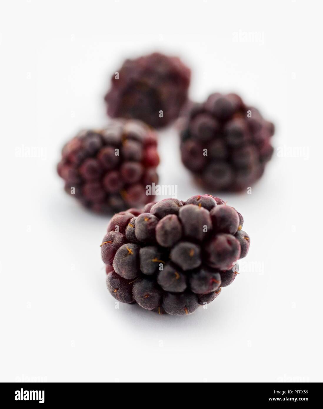 Boysenberries, Fokus auf den Vordergrund Stockfoto