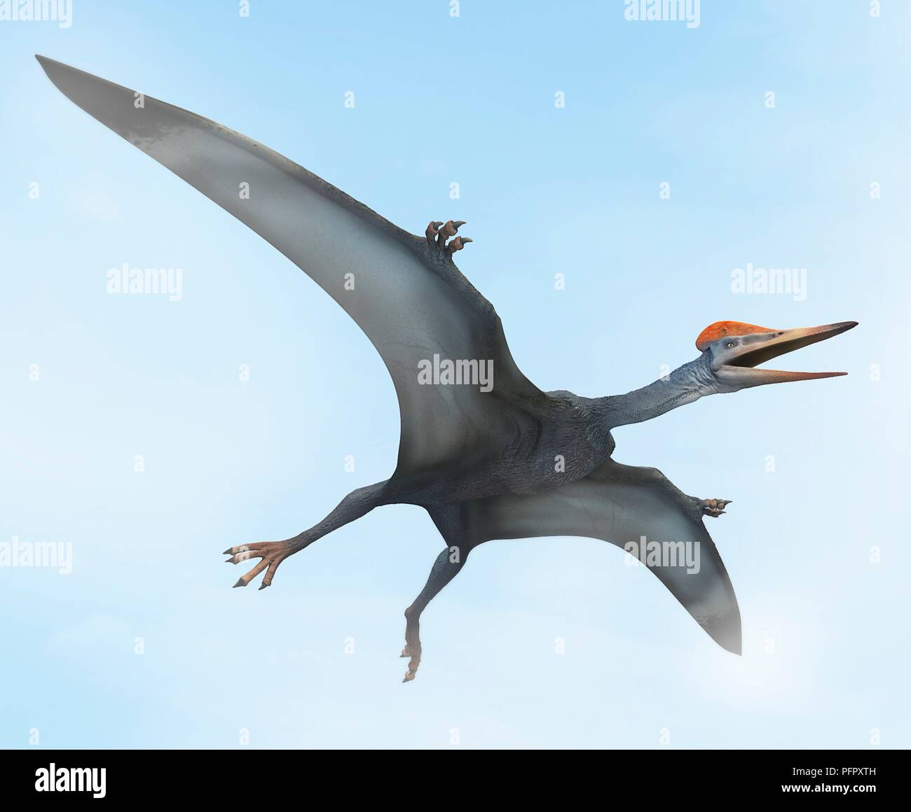 Pterodactylus im Flug Stockfoto