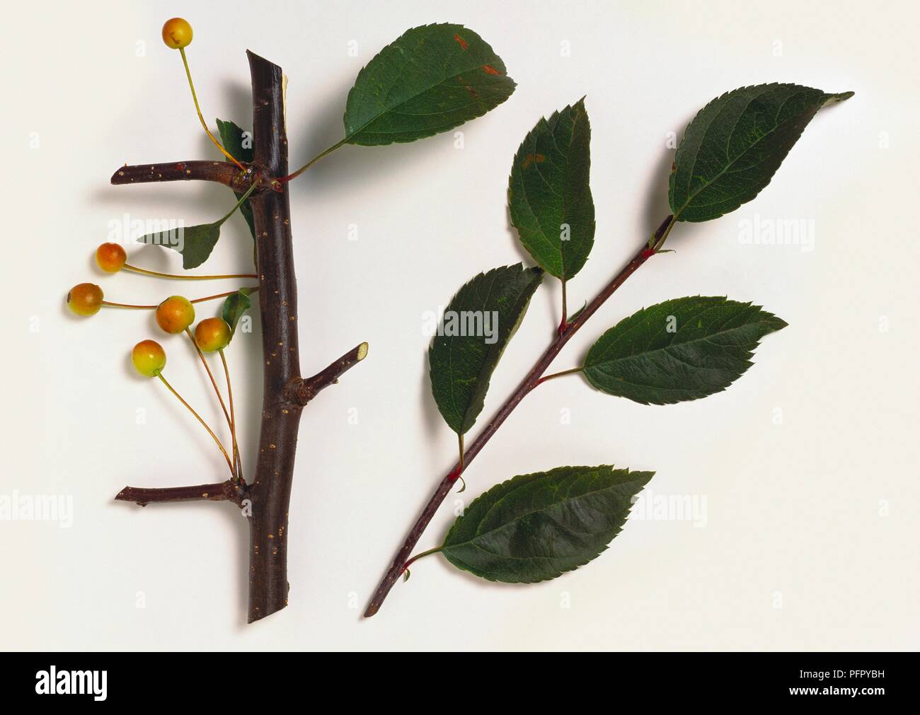 Malus floribunda (Japanische Crab Apple), Stengel mit Blättern und einem anderen Stamm Früchte Stockfoto