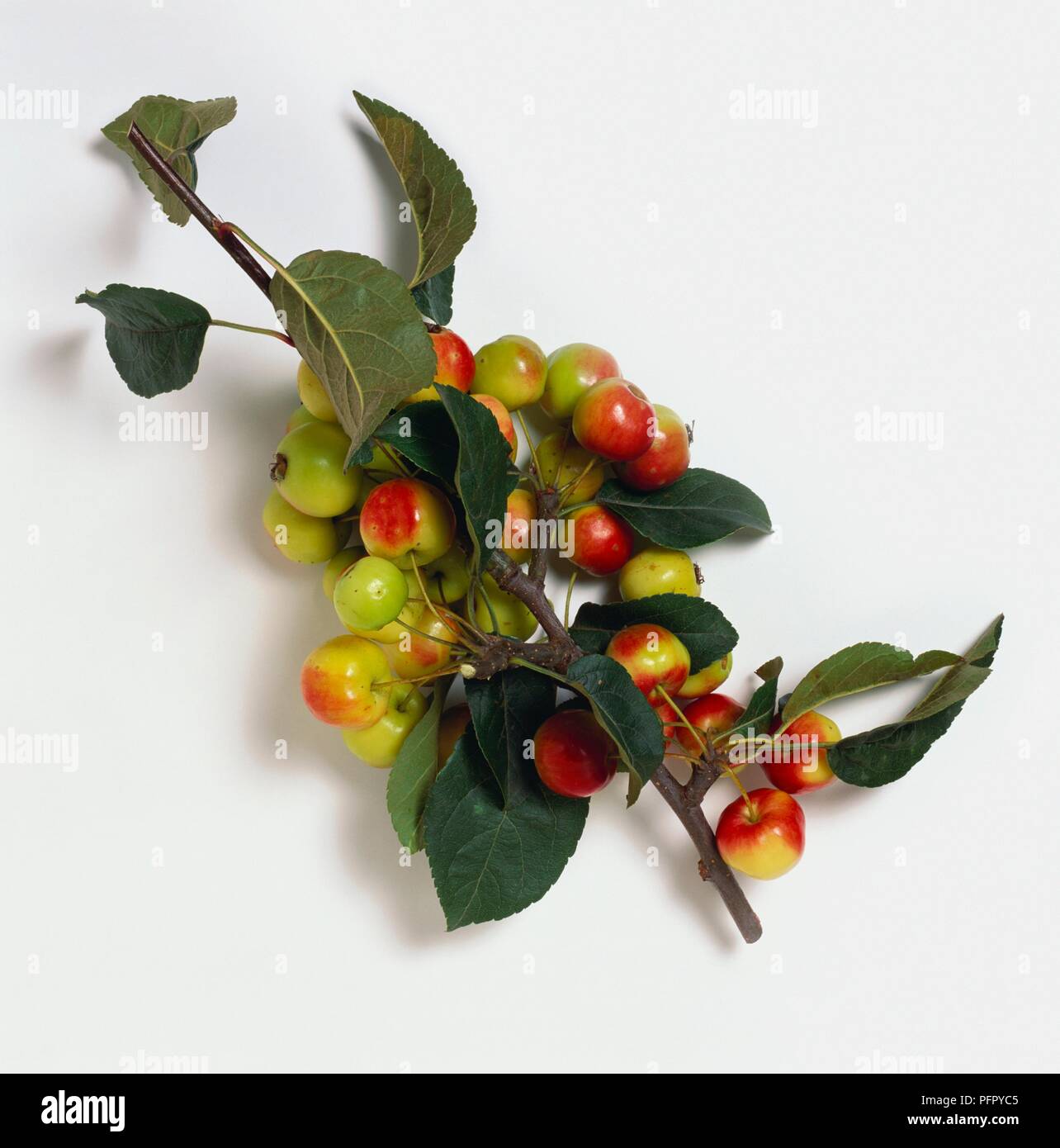 Malus 'Red Sentinel' mit Clustern von grün auf rot Beerenfrucht auf Stammzellen schneiden mit grünen Blättern Stockfoto