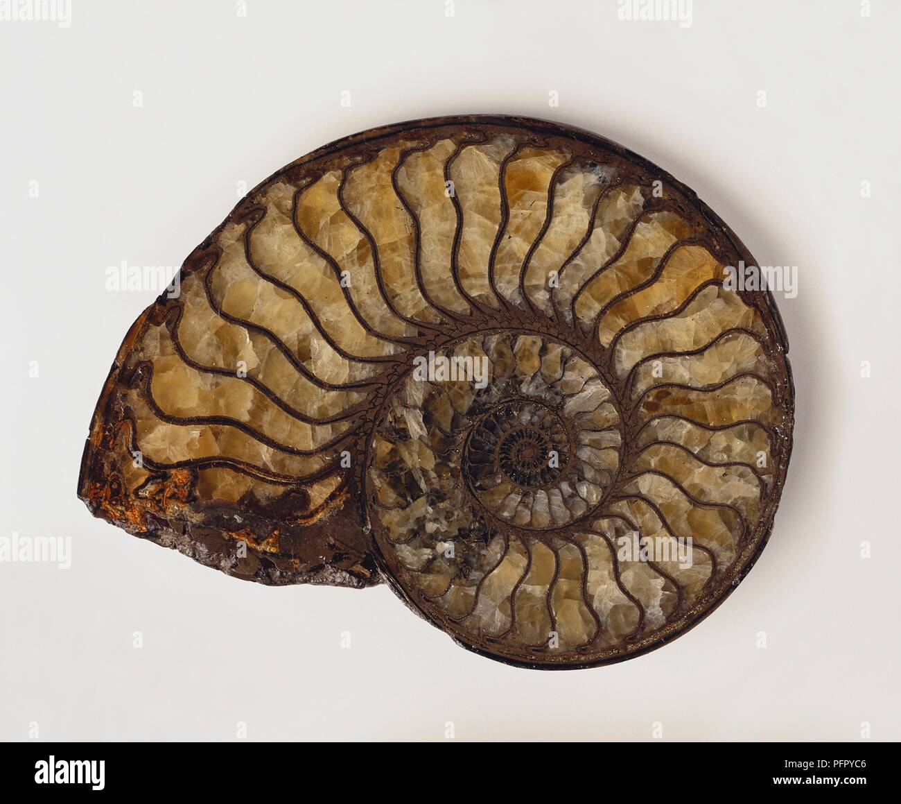 Prehistoric Shell Prehistoric shell -Fotos und -Bildmaterial in hoher Auflösung – Alamy