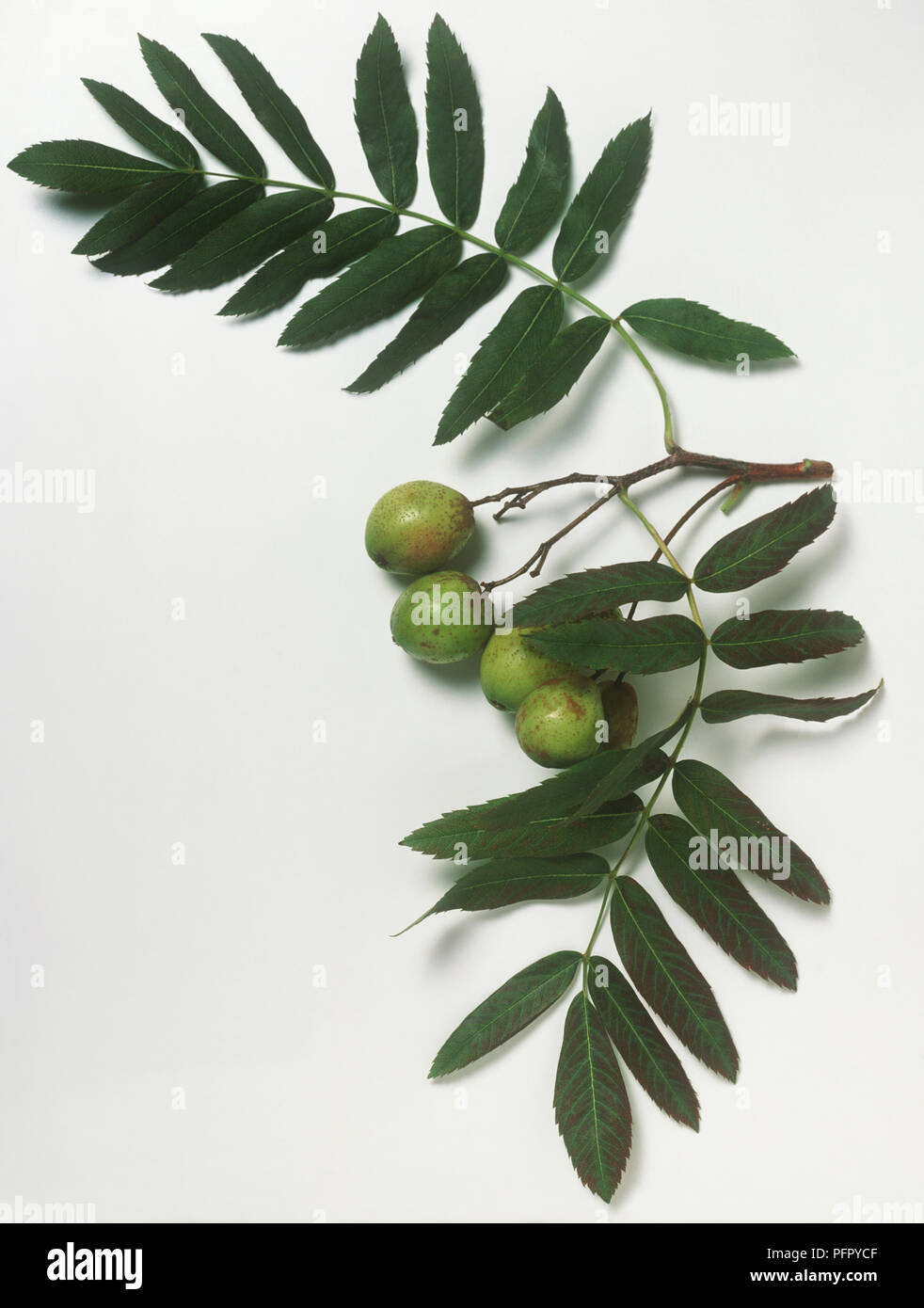 Sorbus domestica var. Pyrifera (Service Baum) dünne, verzahnte grüne Blätter und unreife grüne Frucht auf Stammzellen schneiden Stockfoto