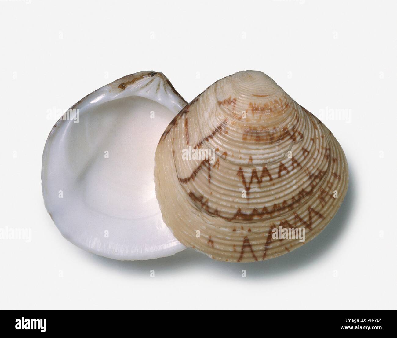 Script Venus (Circe scripta), Ober- und Unterseite von clam Shell Stockfoto
