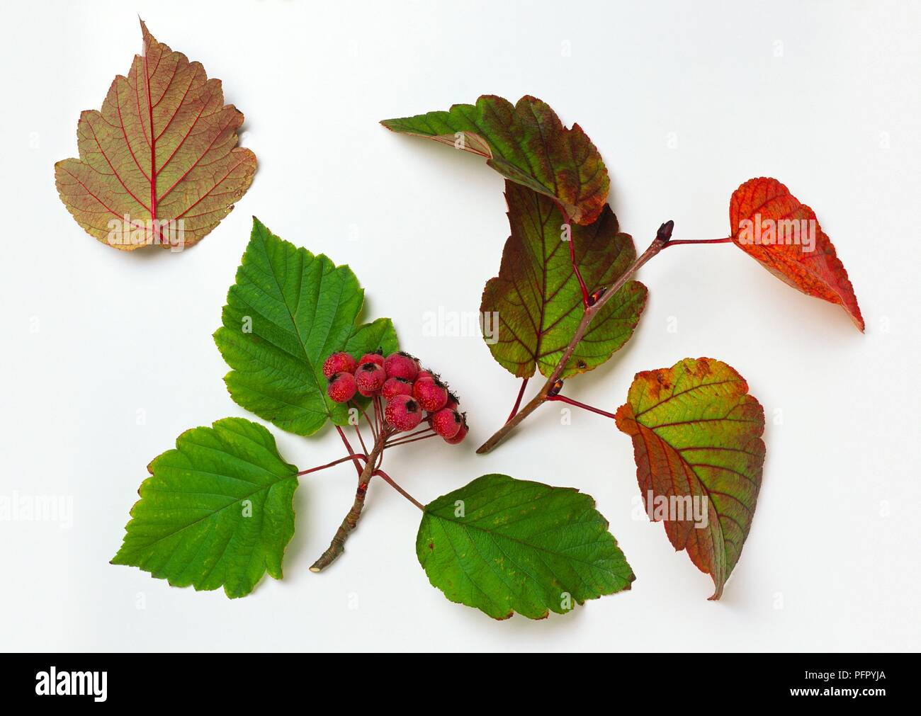 Malus yunnanensis (Yunnanensis Crabapple) Stecklinge mit roter Beerenfrucht, grüne, rote Blätter im Herbst zeigen rote Blattadern Stockfoto