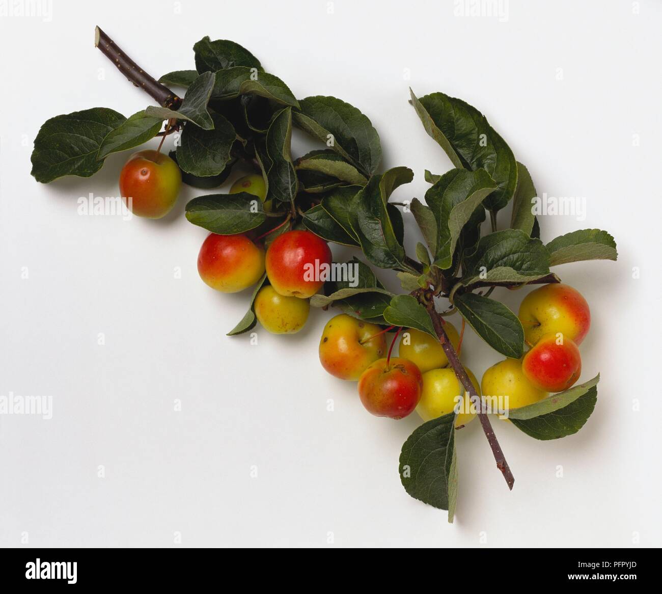 Malus 'Butterball' (Crabapple Hybrid) Rote und gelbe Beerenfrucht mit grünen Blättern auf Stammzellen schneiden Stockfoto