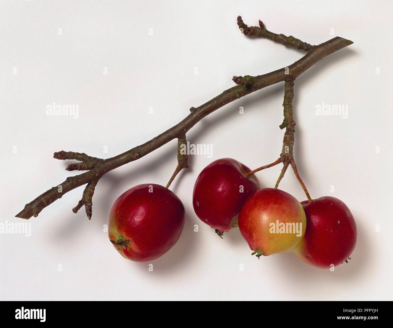 Malus 'artmouth' (Crabapple Hybrid) twig Schneiden mit roten Beeren Früchte Stockfoto