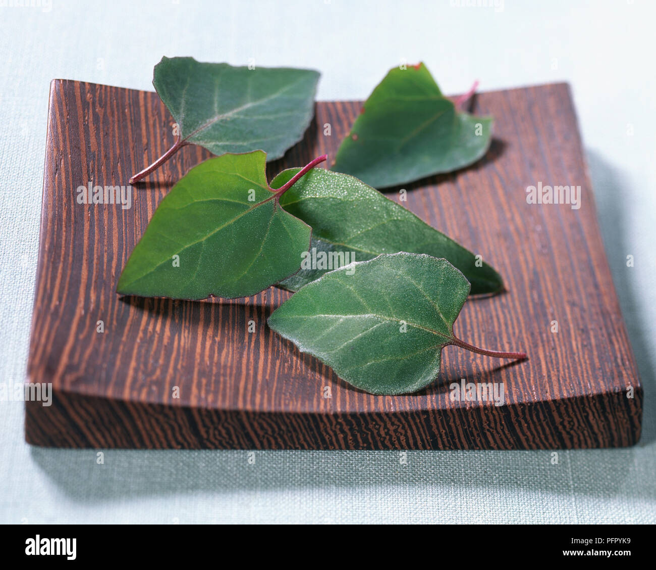 Melde (Atriplex hortensis), grüne Blätter auf den Holzblock, Nahaufnahme, Melde (Atriplex hortensis), grüne Blätter auf den Holzblock, Nahaufnahme, Melde (Atriplex hortensis), grüne Blätter auf den Holzblock, close-up Stockfoto