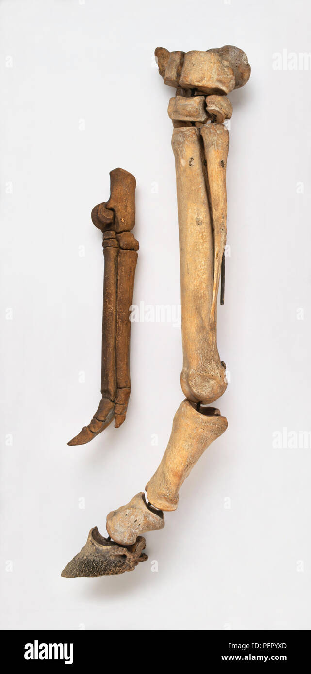 Bein Knochen der modernen Pferd neben Beinknochen der frühen Pferd Stockfoto
