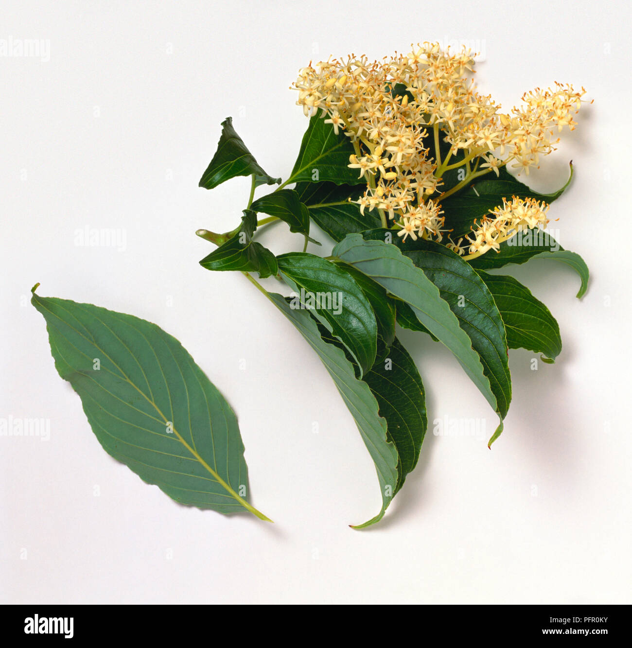 Cornus macrophylla (hartriegel), Stengel mit Blättern und Blüten und die Unterseite eines Blattes Stockfoto