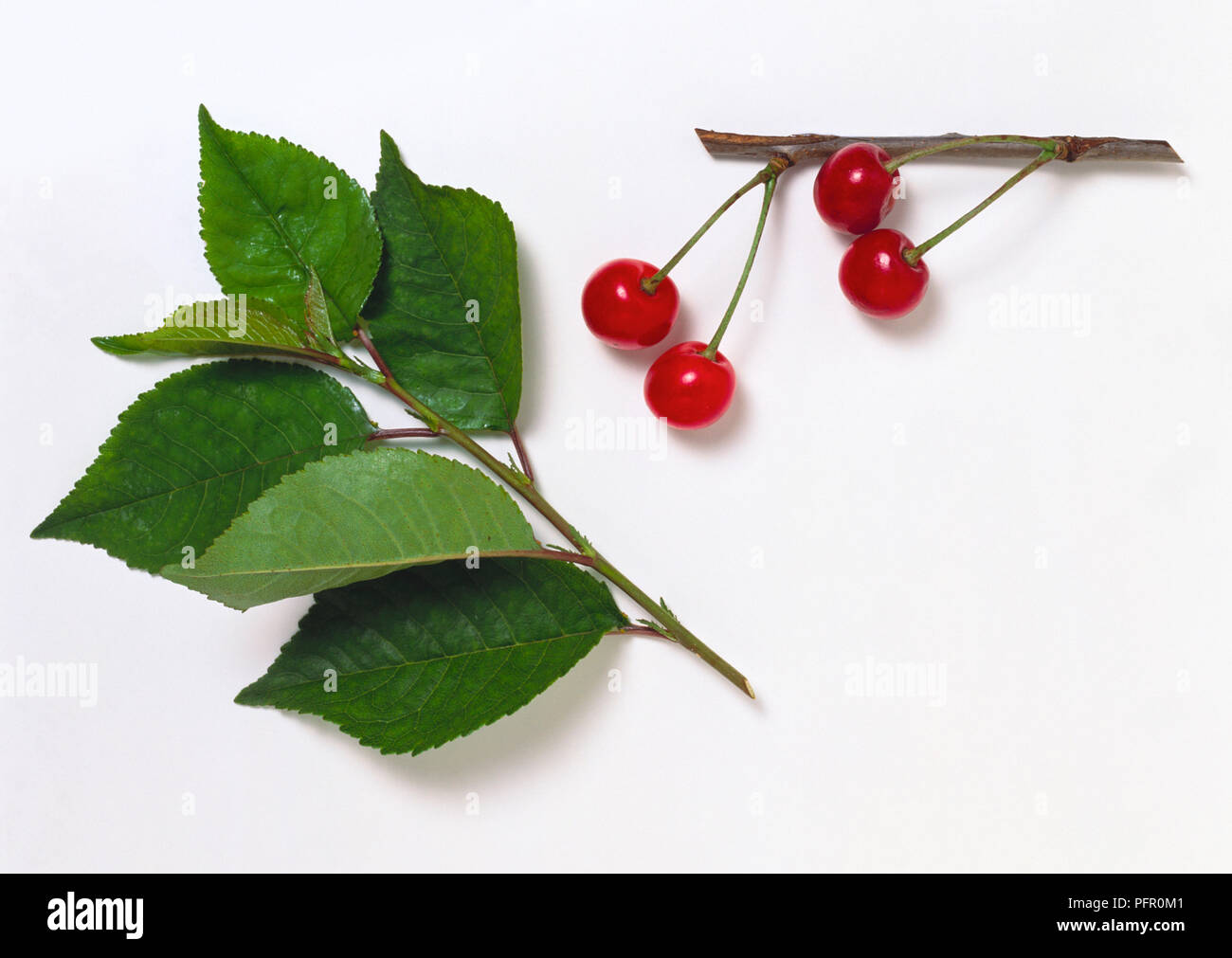 Prunus Cerasus (Sauerkirsche) Stämme mit grünen Blättern und roten Beeren Obst Stockfoto