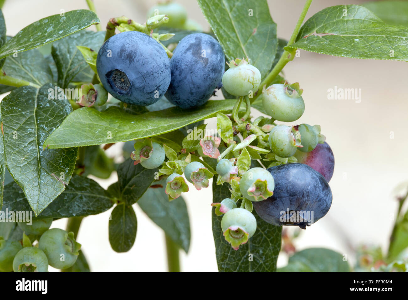 Cluster von Reife und Unreife Vaccinium corymbosum (Blueberry) Frucht auf Schaft mit grünen Blättern, close-up Stockfoto