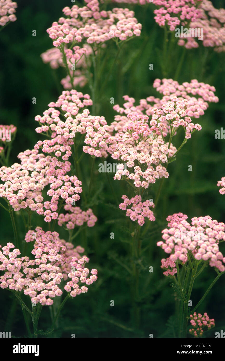 Achillea sp. (Schafgarbe), rosa Blütenköpfe, close-up Stockfoto