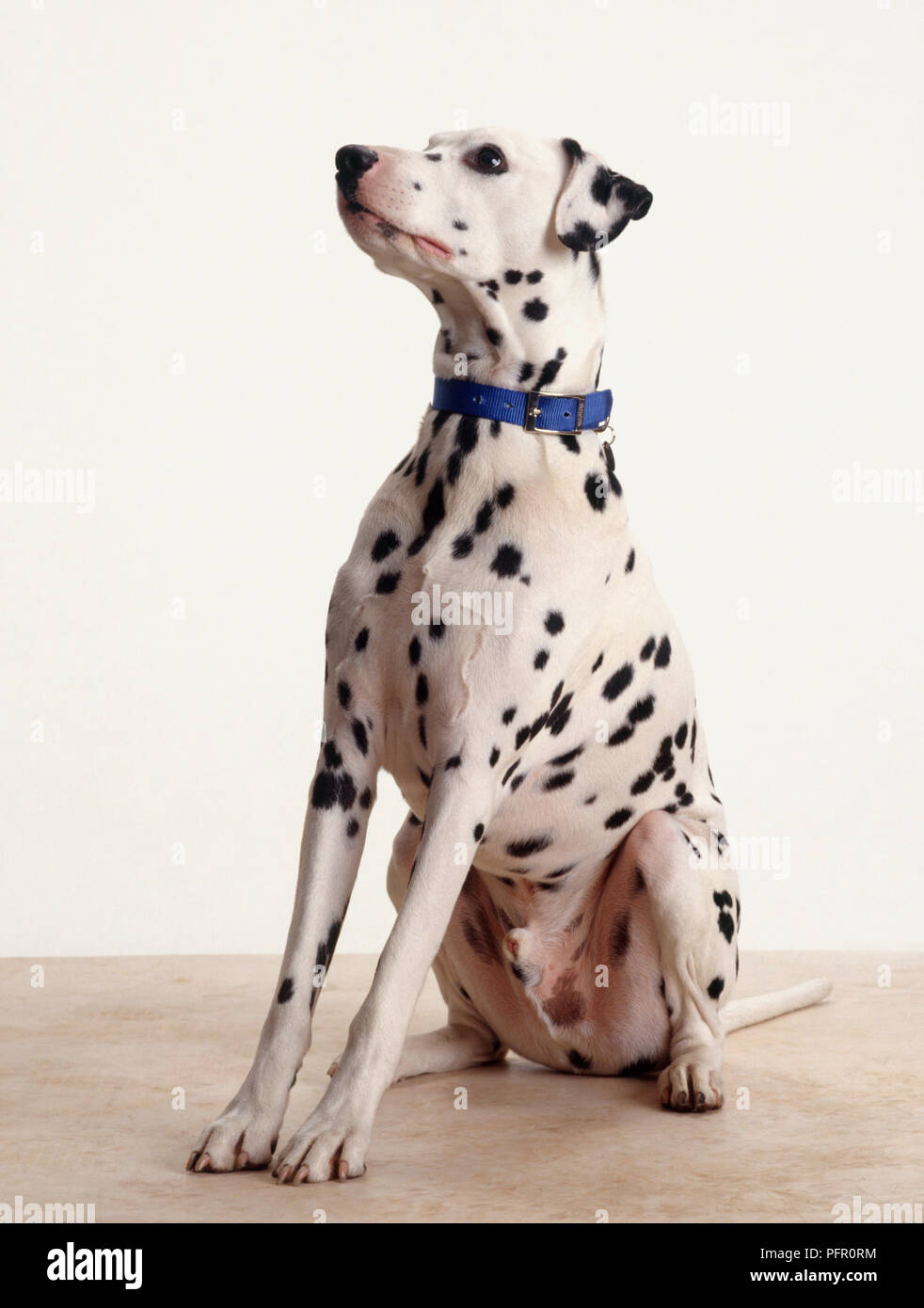 Rüde Dalmatiner Hund sitzend, trägt blaue Kragen Stockfoto
