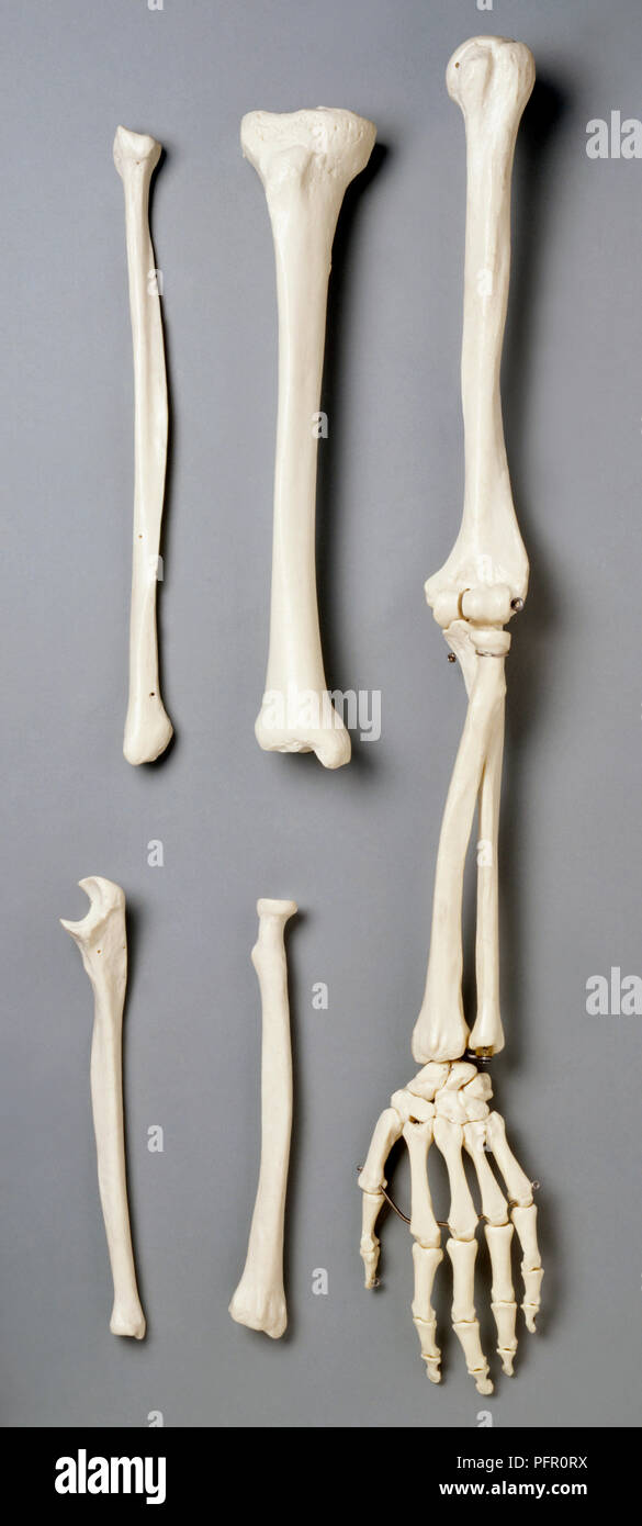 Menschlichen arm Knochen Stockfoto
