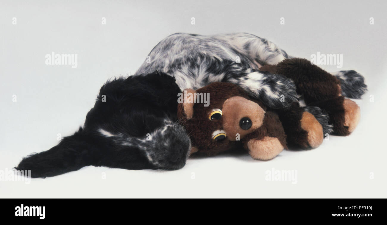 Schwarze und weiße English Cocker Spaniel schlafen mit den Tatzen auf Soft Toy Stockfoto