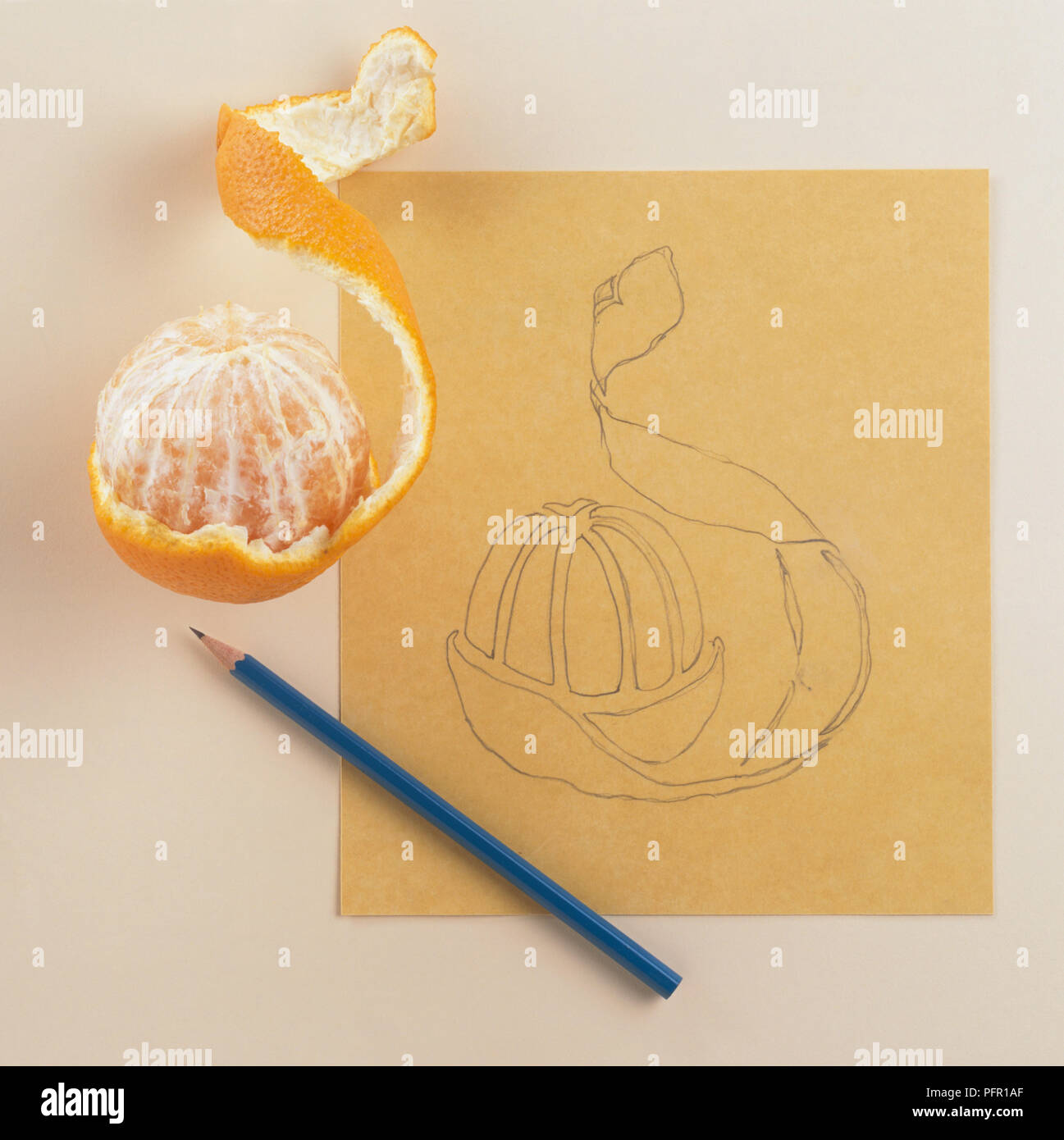 Bleistiftzeichnung einer Orange, neben eine geschälte Orange und einem Stift. Stockfoto
