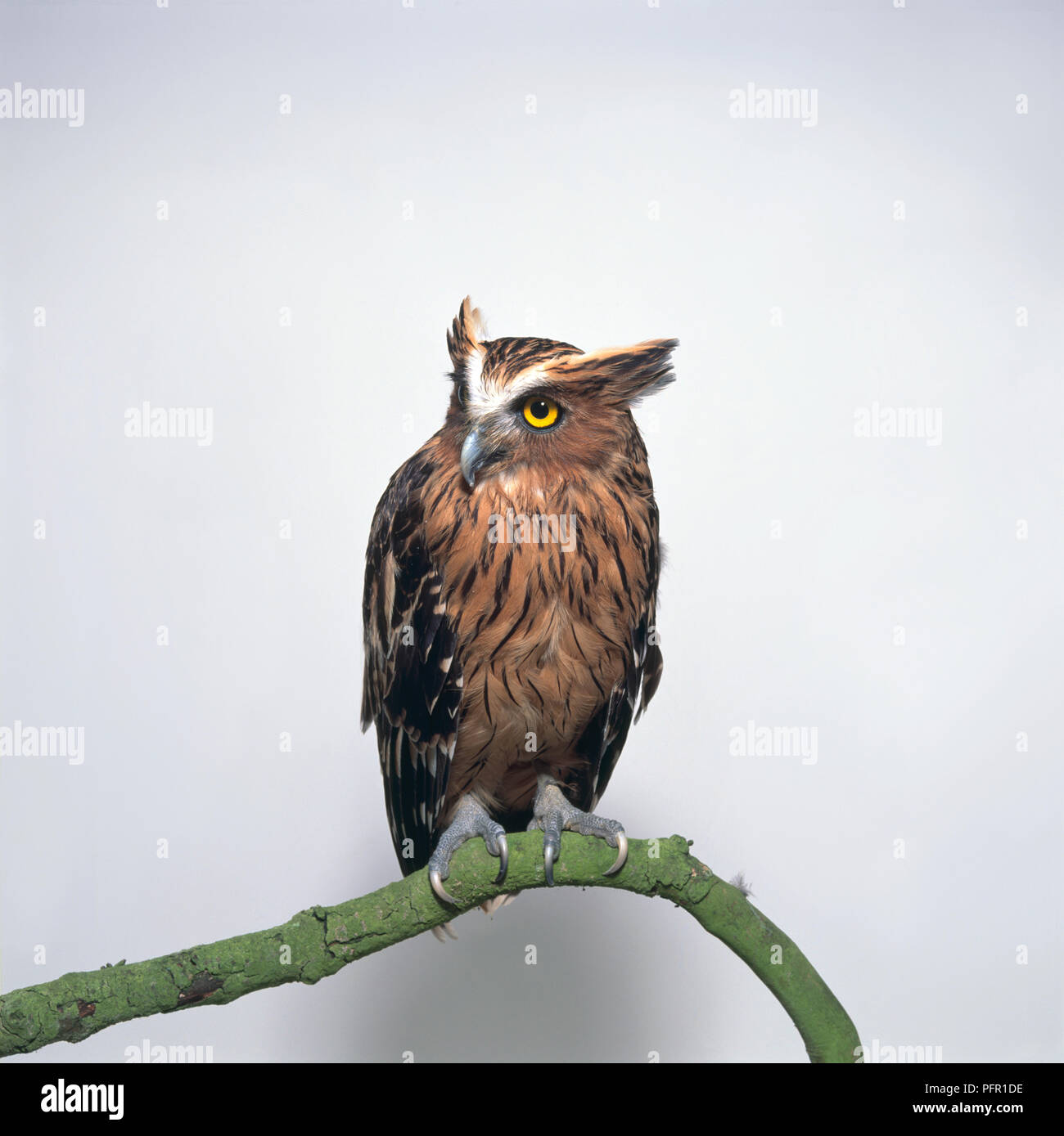 Buffy Fish-Owl (Bubo ketupu) auf Zweig mit Kopf im Profil zeigen prominente Ohrpinsel Stockfoto