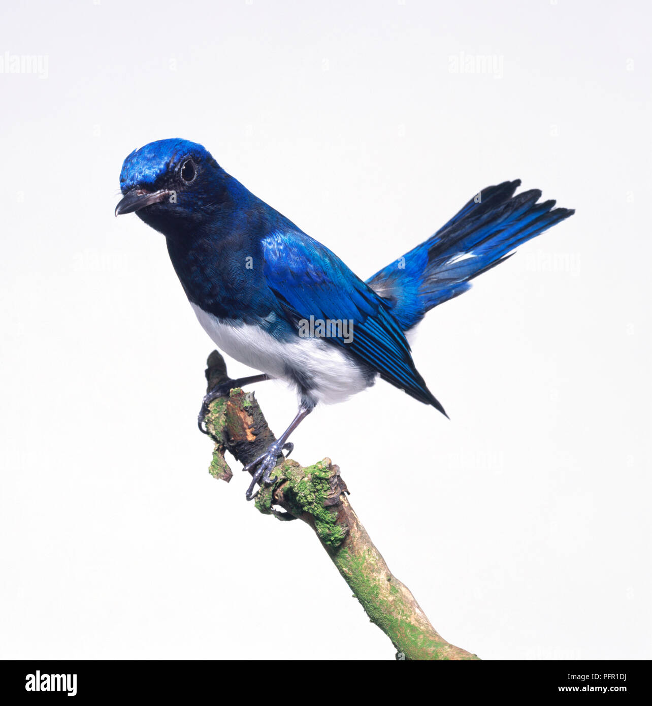 Blau-weiße Schopftyrann (Cyanoptila cyanomelana) hocken auf dünnen Zweig zeigen skillernden blauen und weißen Gefieder Stockfoto