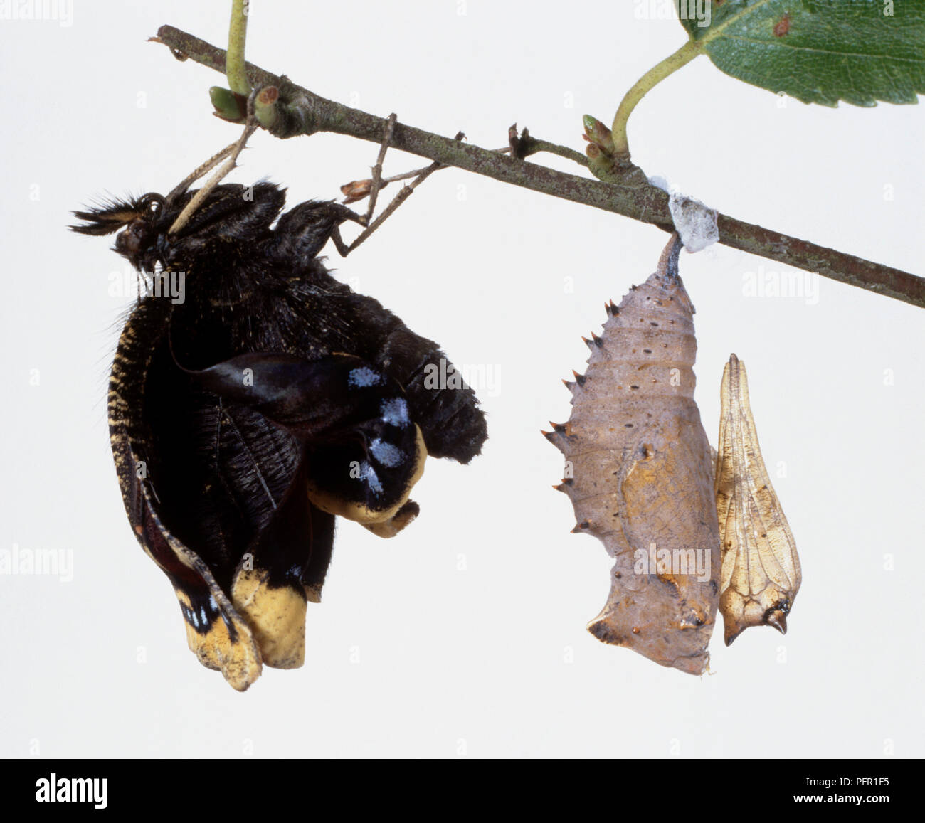 Camberwell Beauty (Nymphalis antiopa) geschlüpfte Schmetterling von einer Zweigniederlassung und einer Puppe daneben hängenden Stockfoto