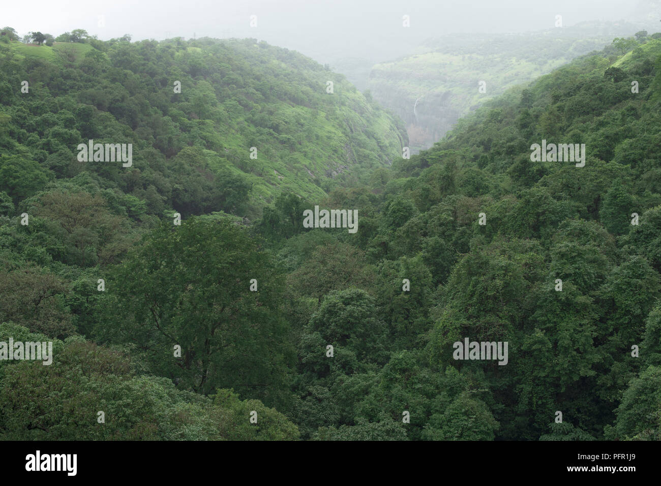 Grüne Tal mit dichten Regenwald und Monsun haze im Hintergrund erscheinen, um zu sein ein sehr bösartiger und geheimnisvolle Landschaft Tahmini Ghat Pune, Indien Stockfoto