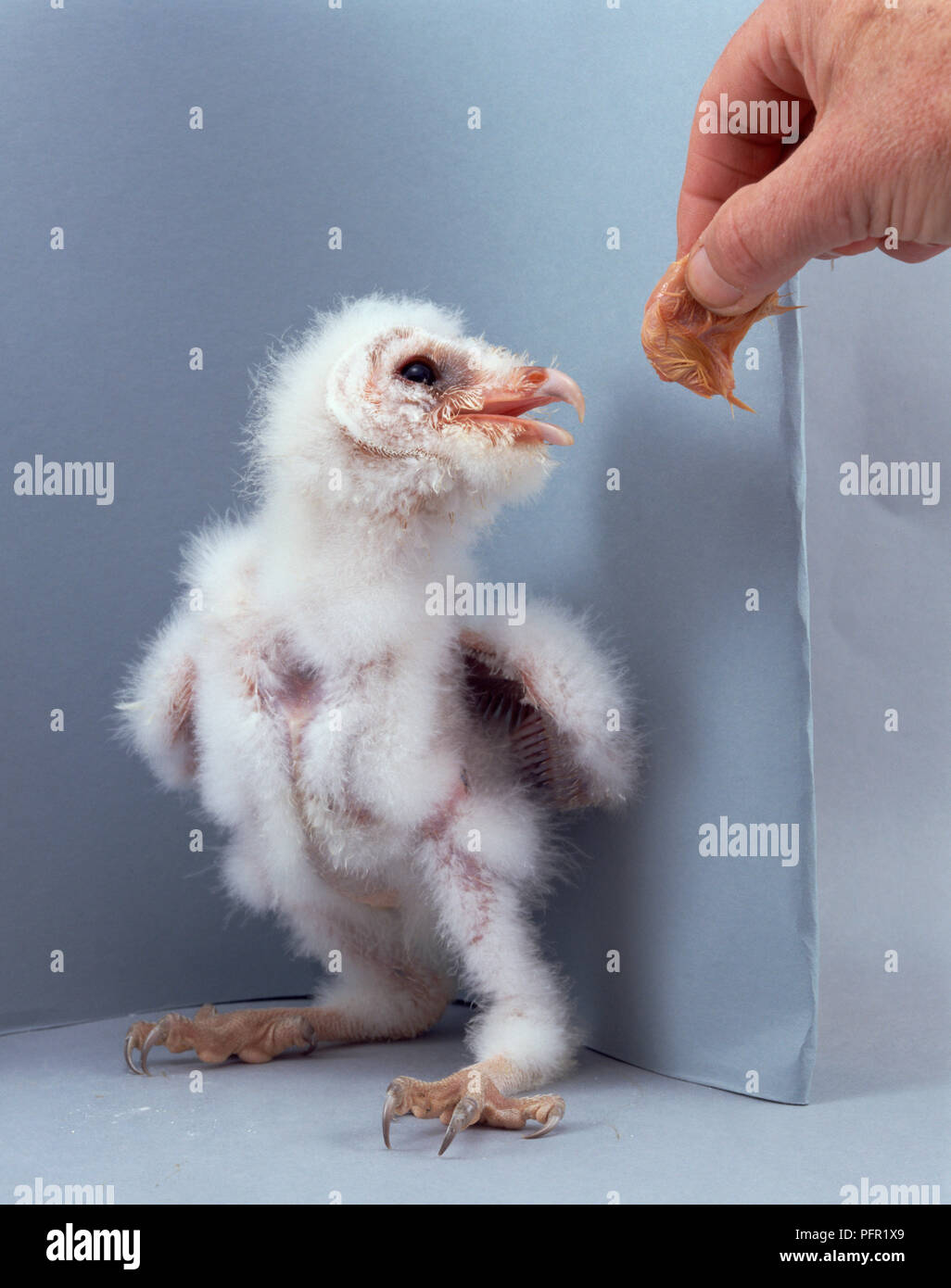 Drei Wochen alten Küken Schleiereule (Tyto alba) stehen und drehen den Kopf hinter sich zu schauen, Seitenansicht Stockfoto