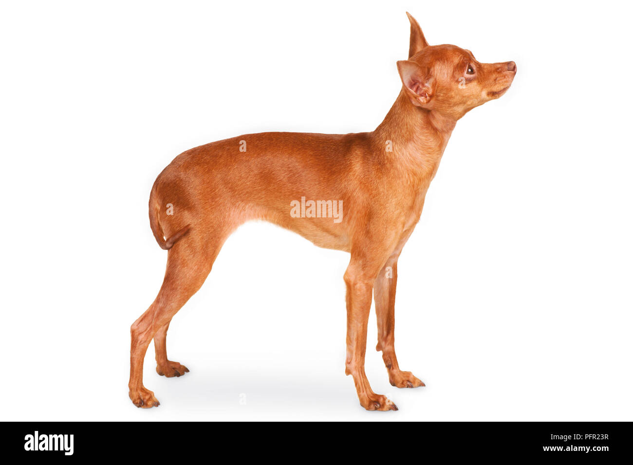 Russische Toy Dog (russkiy Toy, Russischer Toy Terrier), Seitenansicht Stockfoto