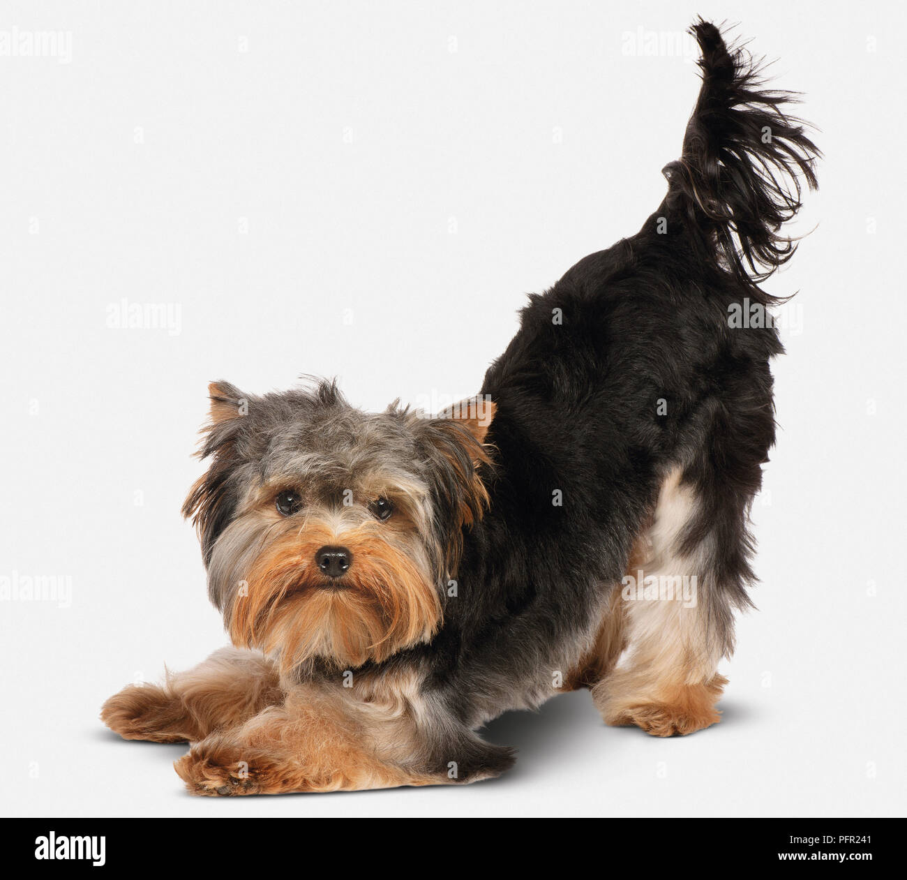 Yorkshire Terrier hockend mit seiner hinteren bis Stockfoto