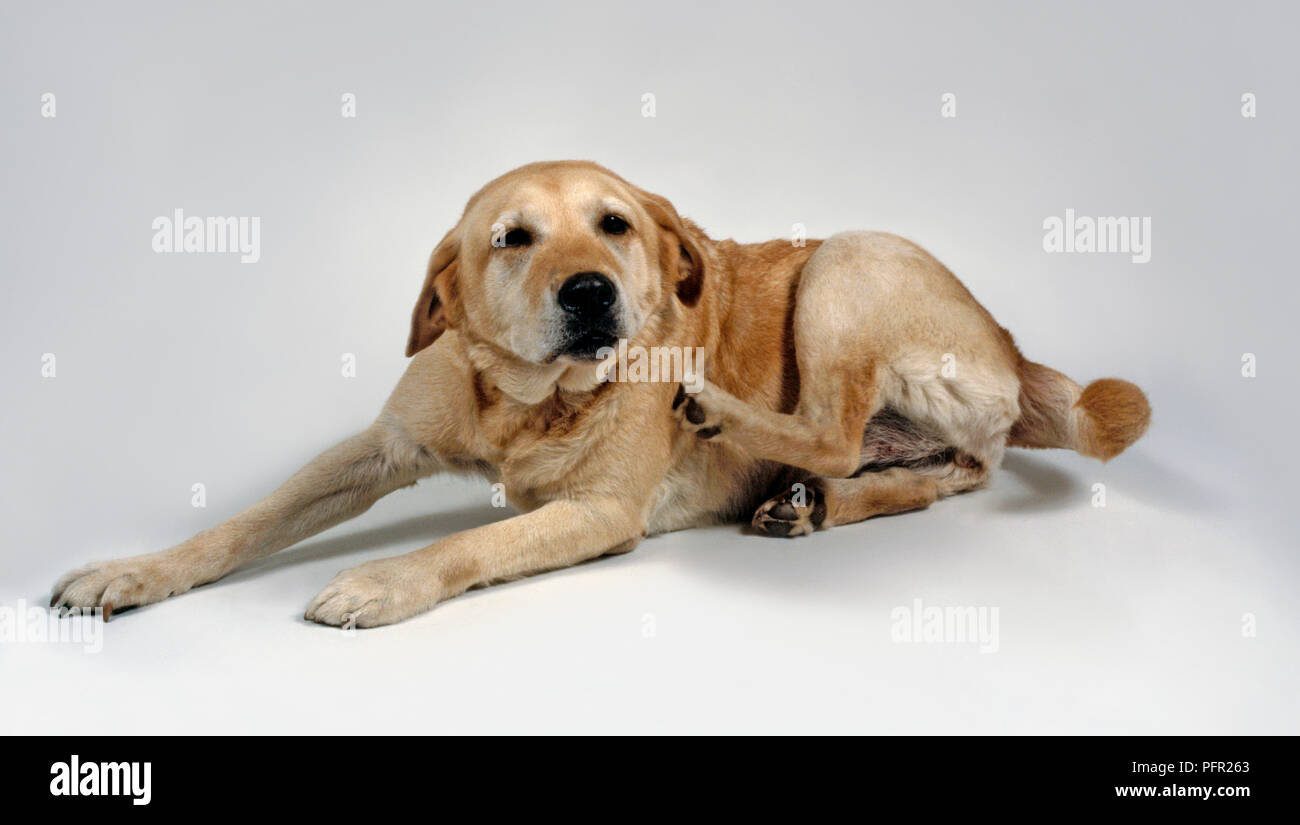 Gelbe Labrador Retriever liegend Kratzen von usings Hinterbein Stockfoto