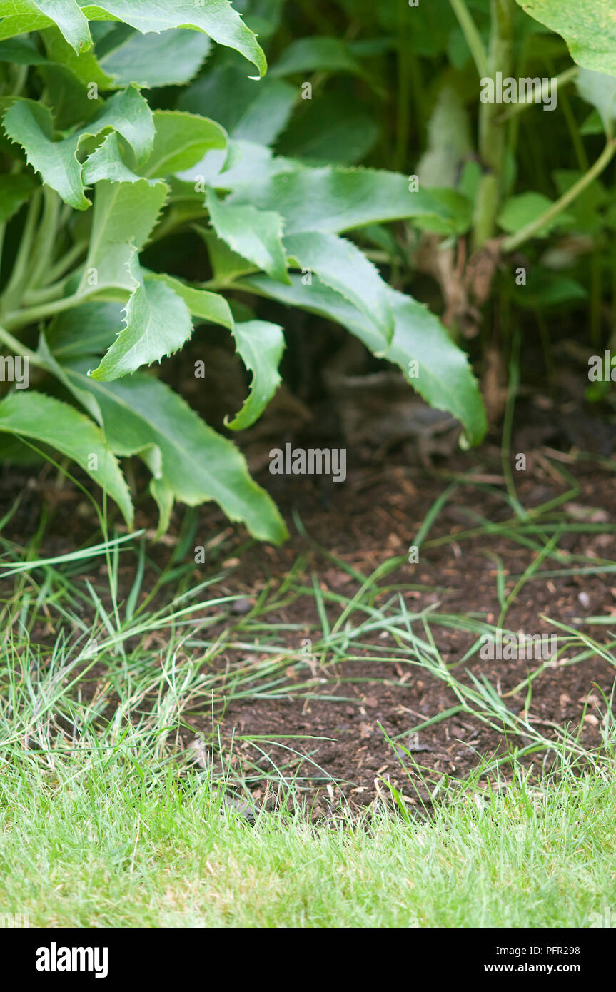 Agrostis stolonifera (Schleichende geknickt, Kriechenheidekraut), Unkraut Gras wachsen zwischen anderen Pflanzen Stockfoto