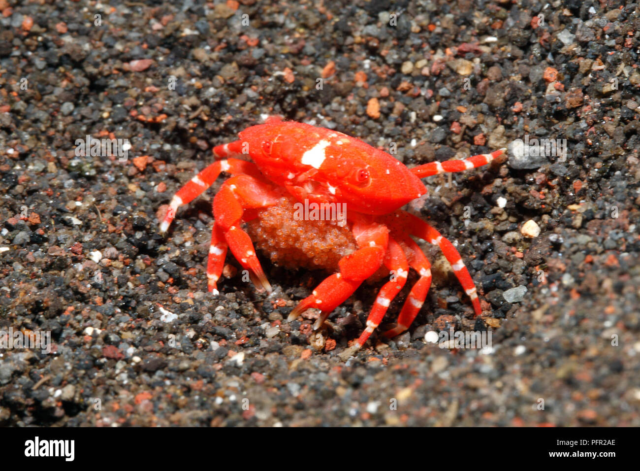 Crab eggs -Fotos und -Bildmaterial in hoher Auflösung – Alamy