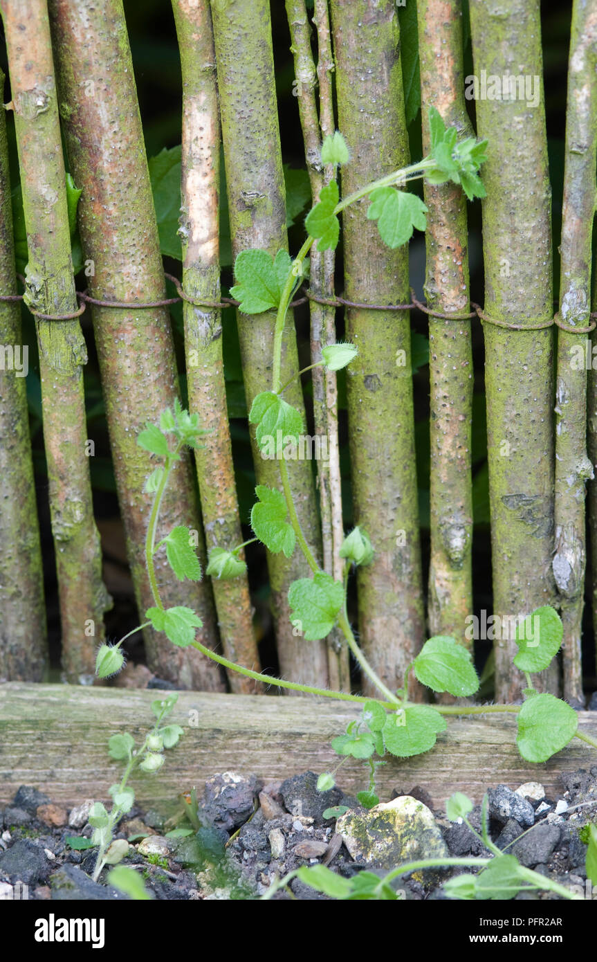 Veronica hederifolia (Ivy-leaved speedwell), Unkraut wchst einem Holzzaun  Stockfotografie - Alamy