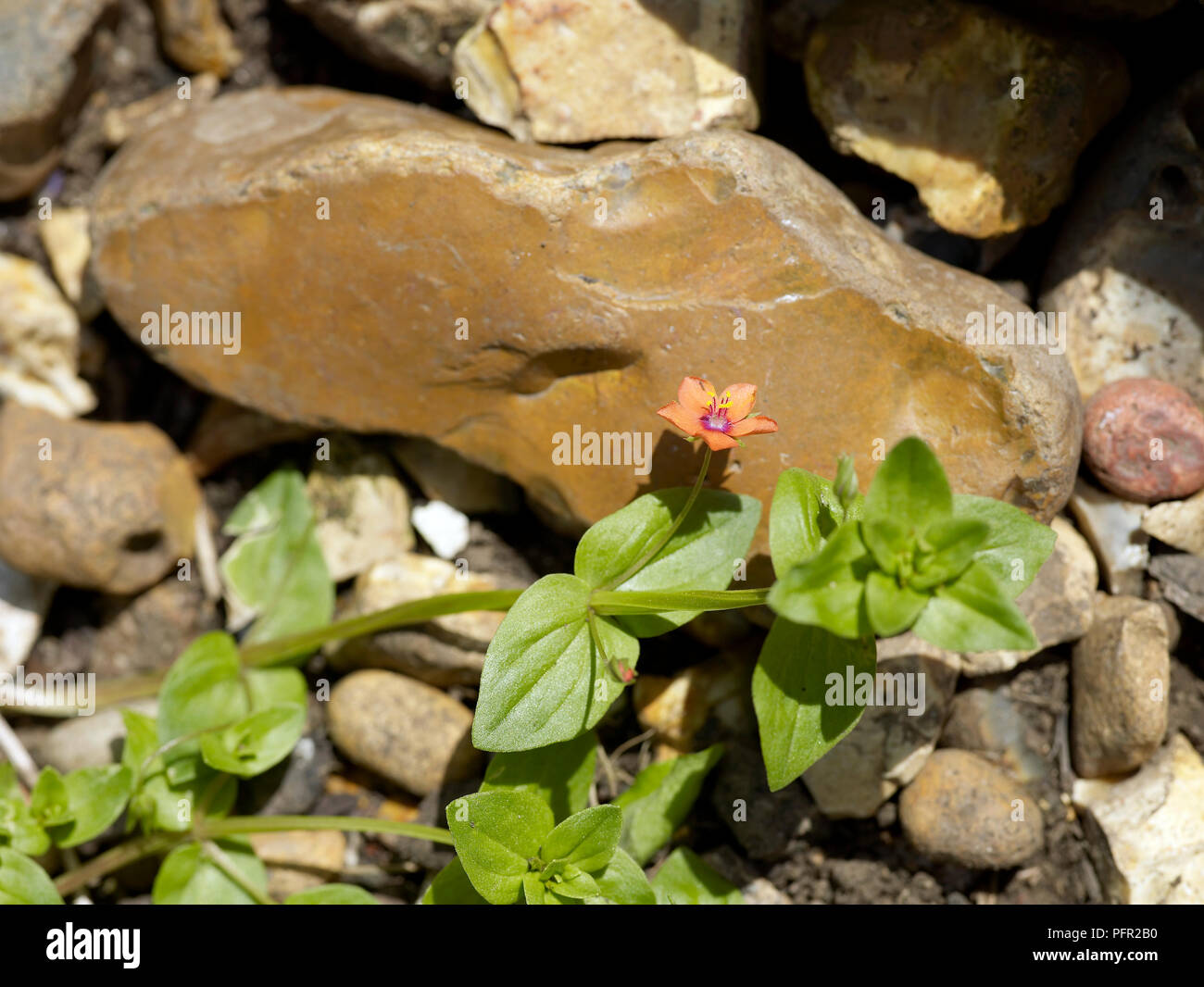 Anagallis arvensis (pimpernel), Unkraut wächst in-zwischen Steinen, in der Nähe von Stiel und Blüte Stockfoto