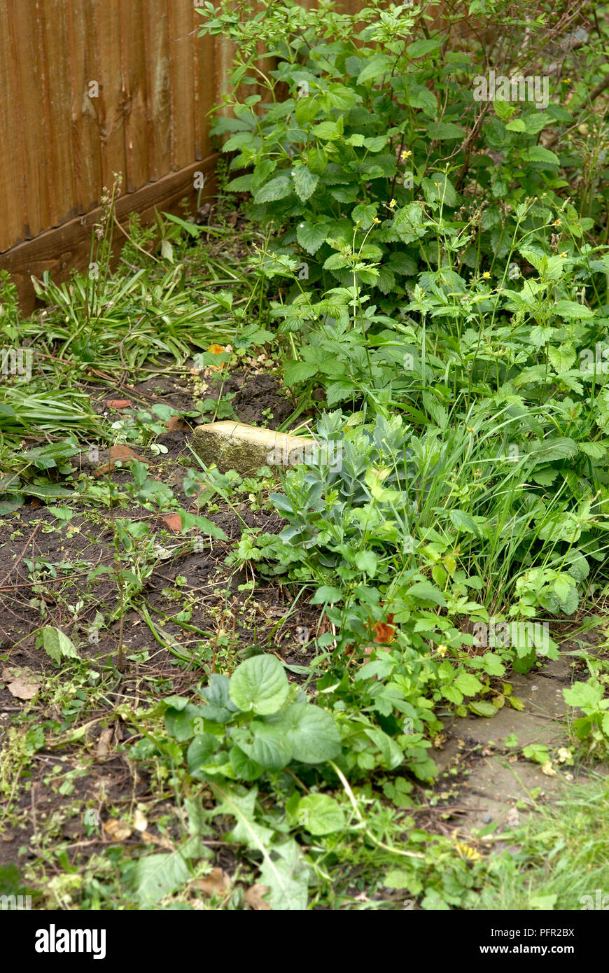 Garten mit Unkraut Pflanzen überwucherte Stockfoto
