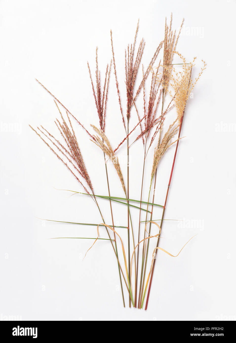 Miscanthus sinensis 'Kleine Fontane" Stockfoto