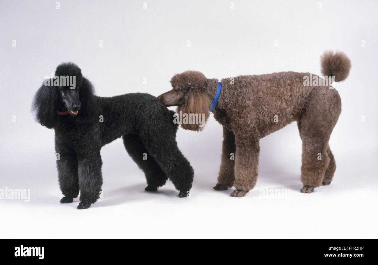 Grau männlichen Norm Pudel riechen hinten Schwarze weibliche Standard Poodle Stockfoto