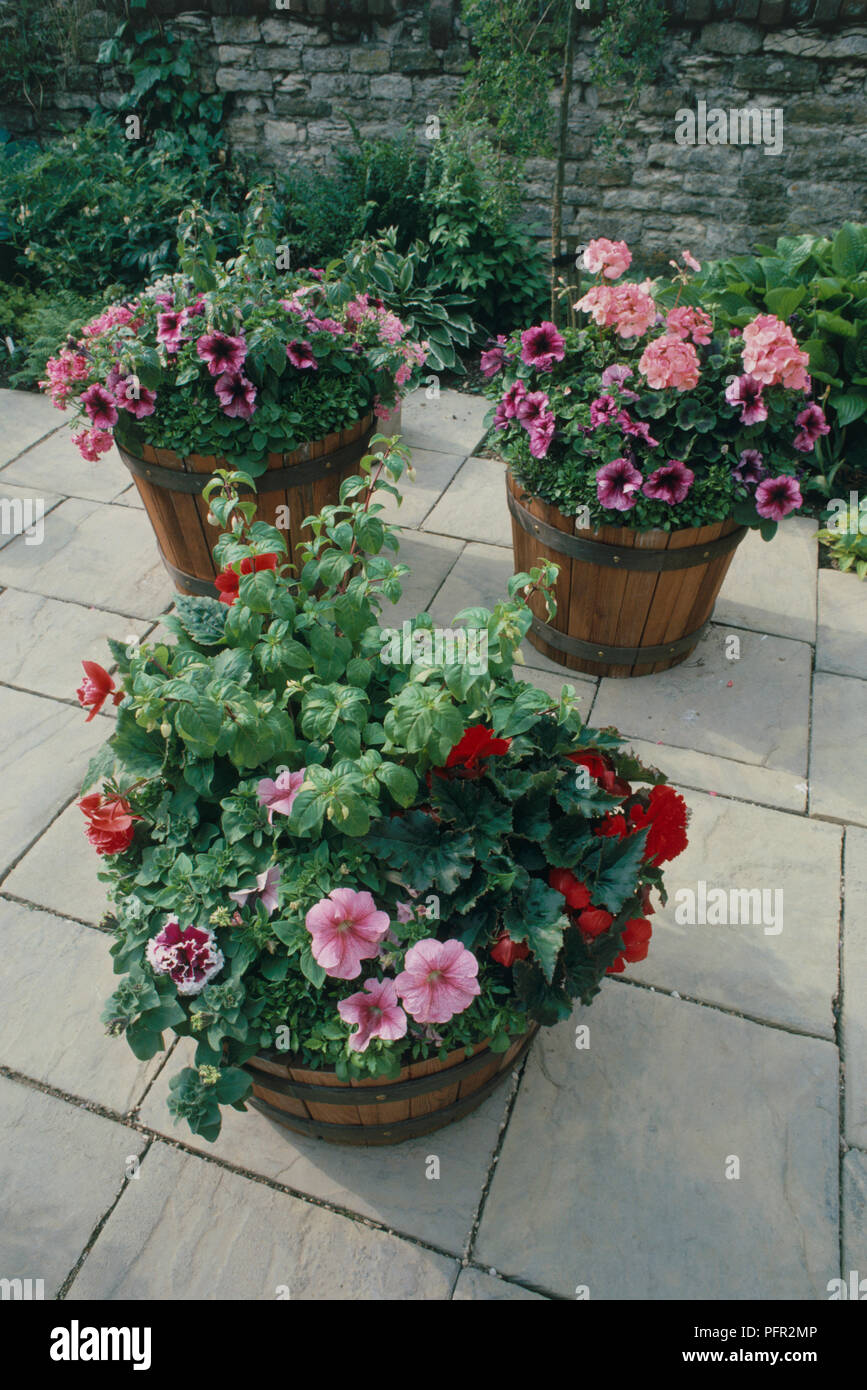 Petunien Und Fuchsia Im Fass Container Auf Garten Terrasse Stockfotografie Alamy
