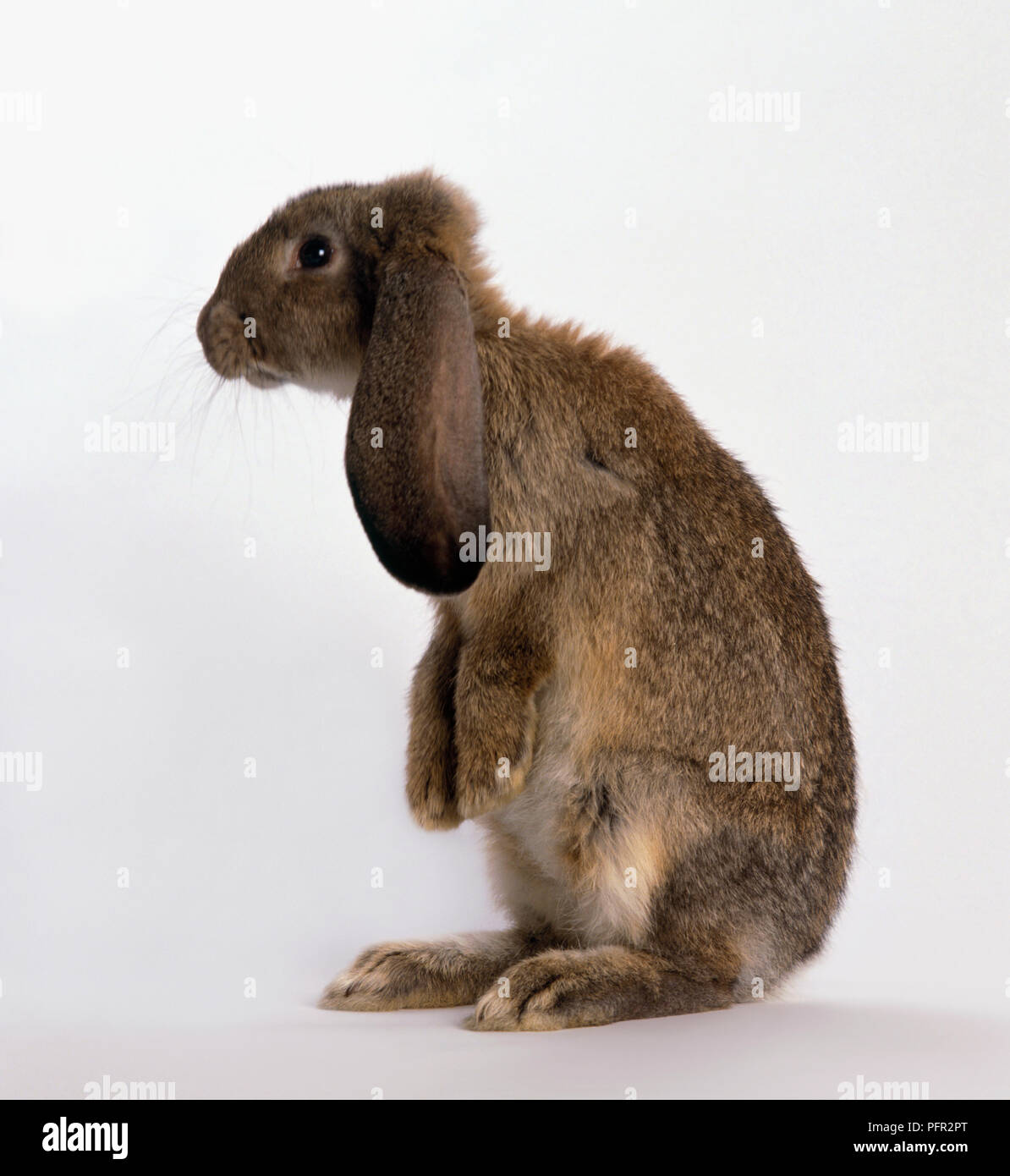 Braun lop-eared Rabbit, Seitenansicht Stockfoto