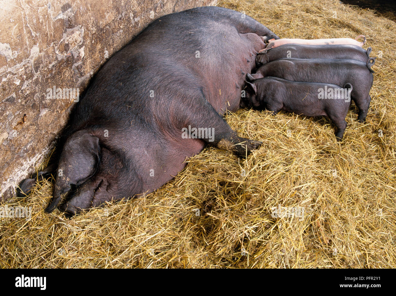 Weibliche Schweine mit vier Ferkel saugen Stockfoto