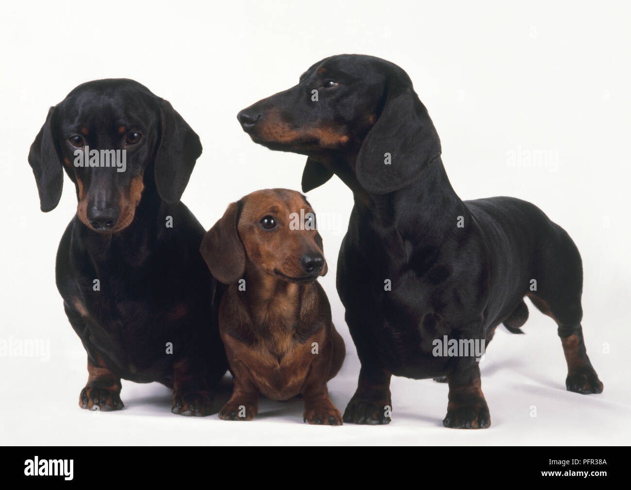 Rot Miniatur glatten Haaren Dackel sitzend zwischen zwei schwarz und tan glatten Haaren Dackel Hunde Stockfoto