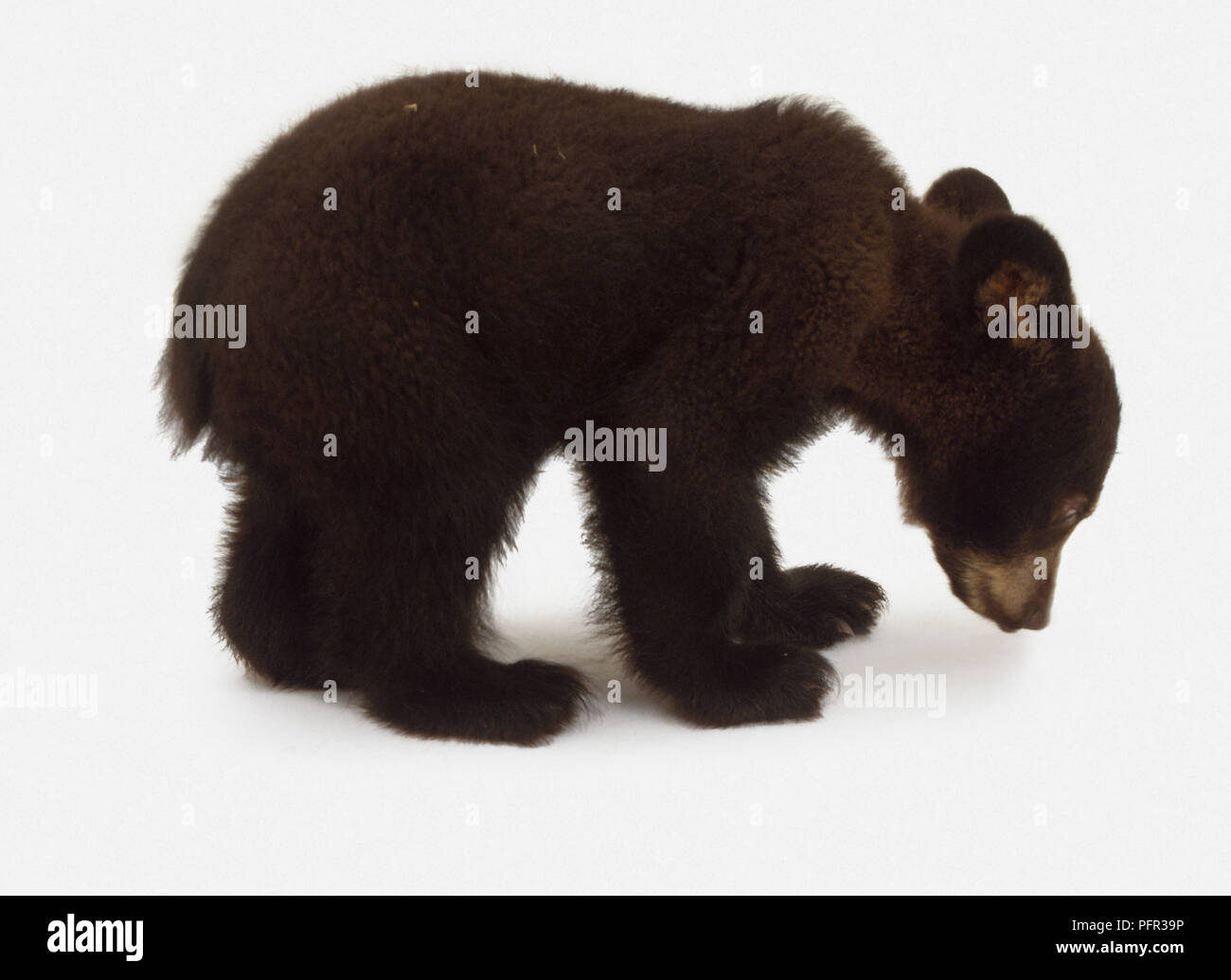 American Black Bear Cub (Ursus americanus), Seitenansicht Stockfoto