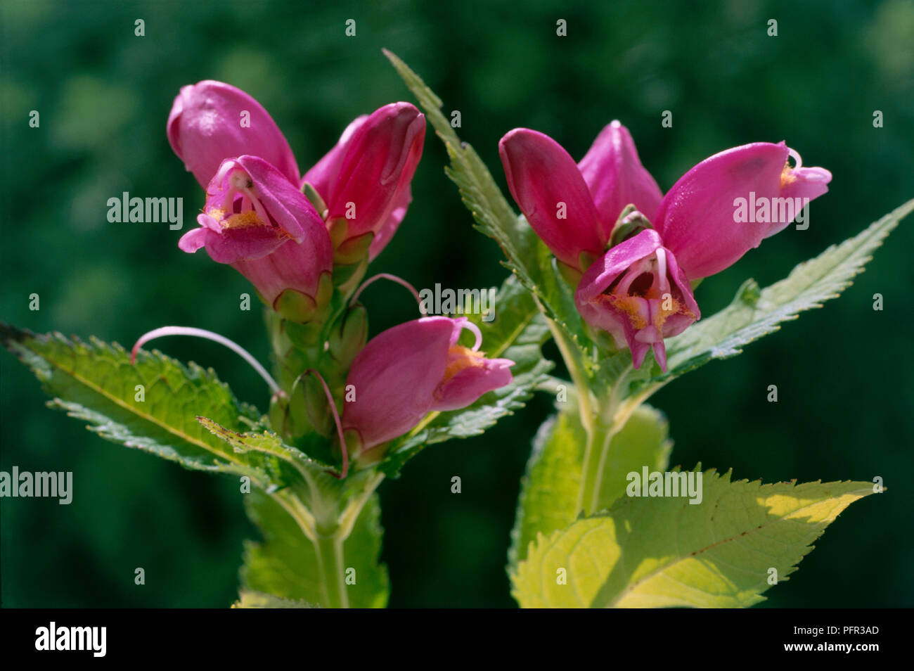 Chelone obliqua Schildkröte Kopf), mehrjährige Pflanze, die eine raceme der dunkel rosa Blumen und grüne Blätter, close-up Stockfoto