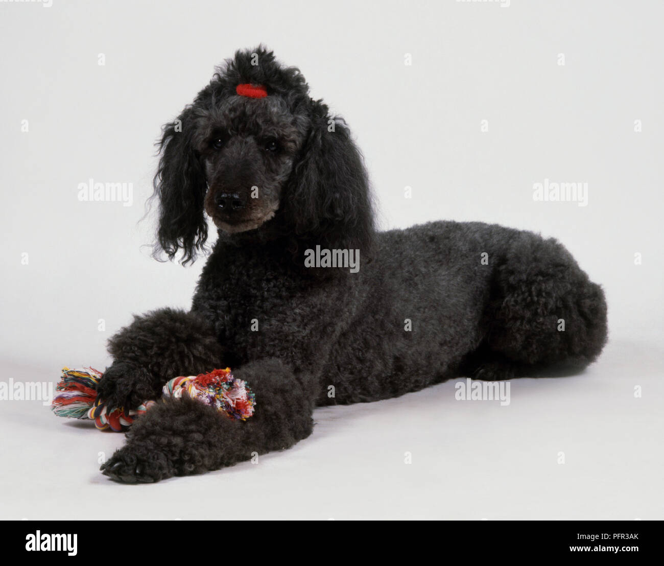 Schwarz Standard Poodle sitzen mit Spielzeug, Bug auf der Oberseite des Kopfes, close-up Stockfoto