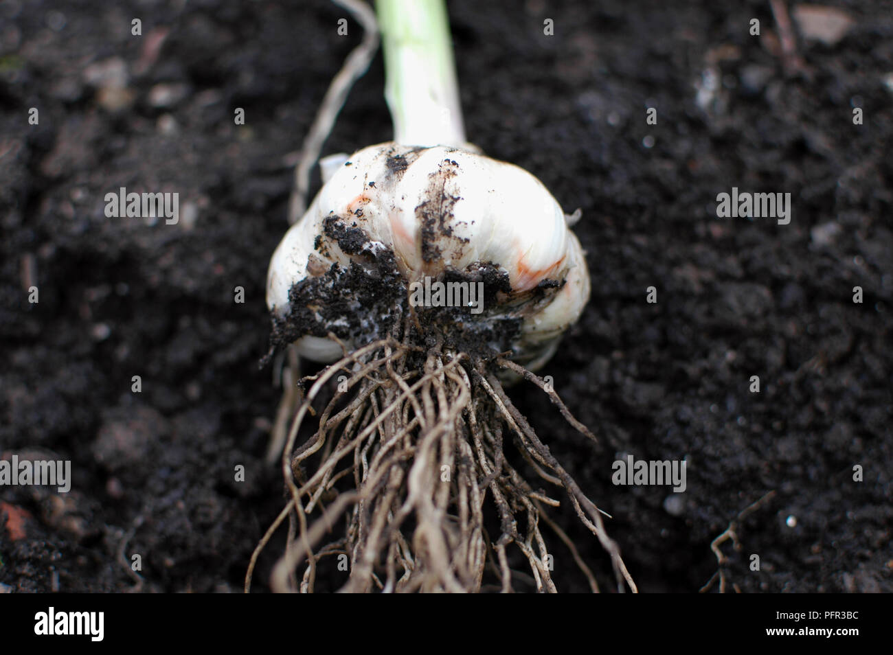 Weiß Rot auf Knoblauch Zwiebel, verursacht durch die Boden-getragene Pilz (Sclerotium cepivorum) Stockfoto