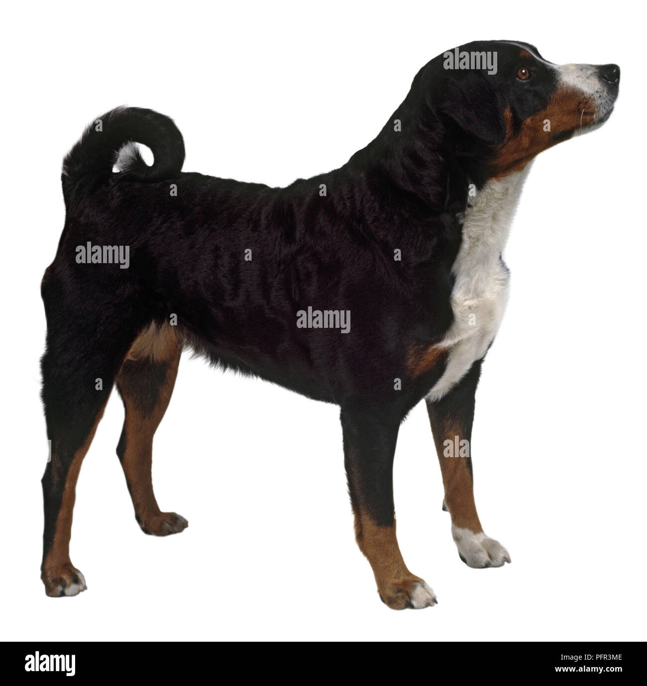 Appensell Berg Hund (Appenzeller Sennenhund, Appenzeller Mountain Dog), Seitenansicht Stockfoto