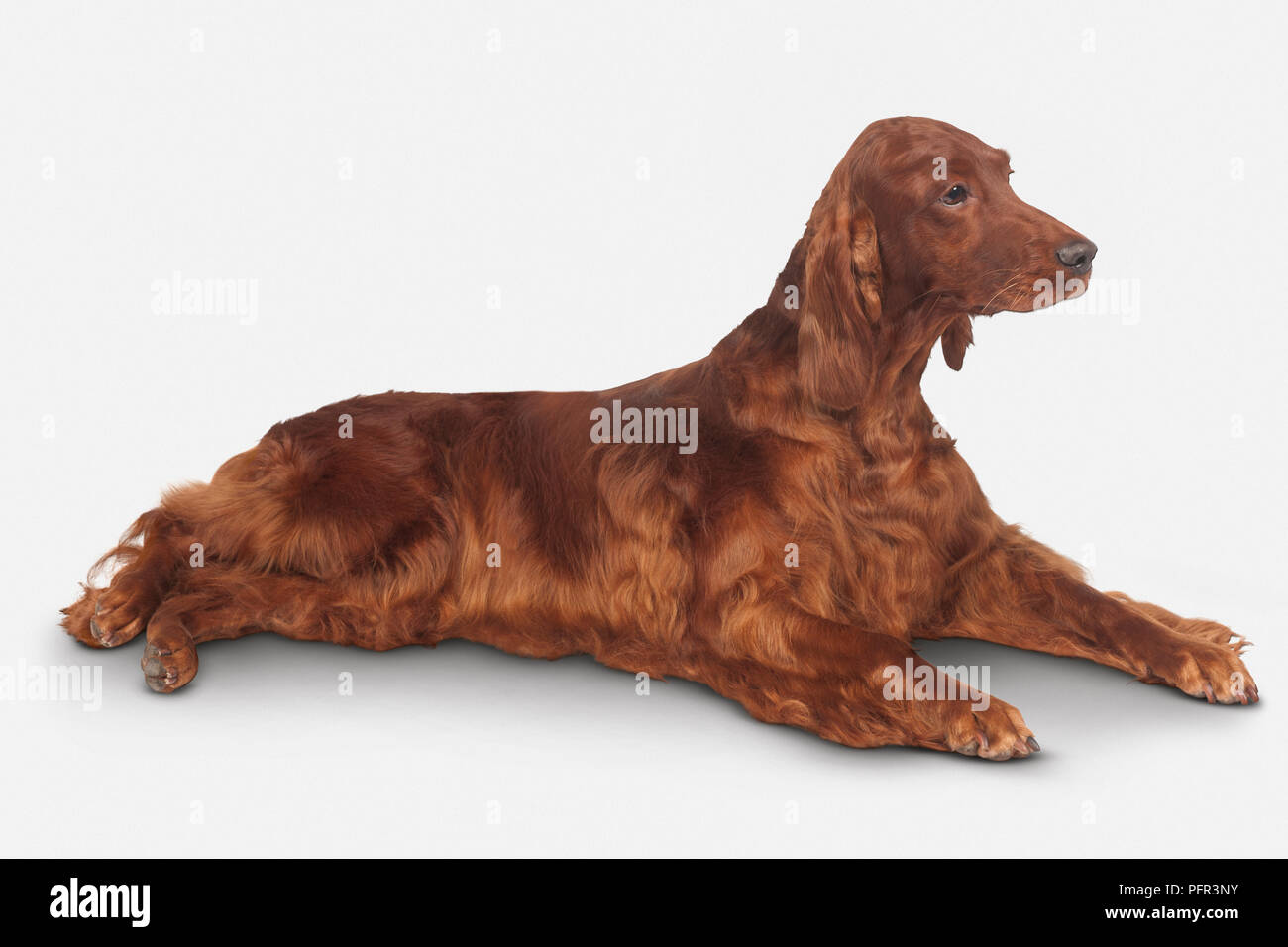 Irish Setter, weiblichen Hund Stockfoto