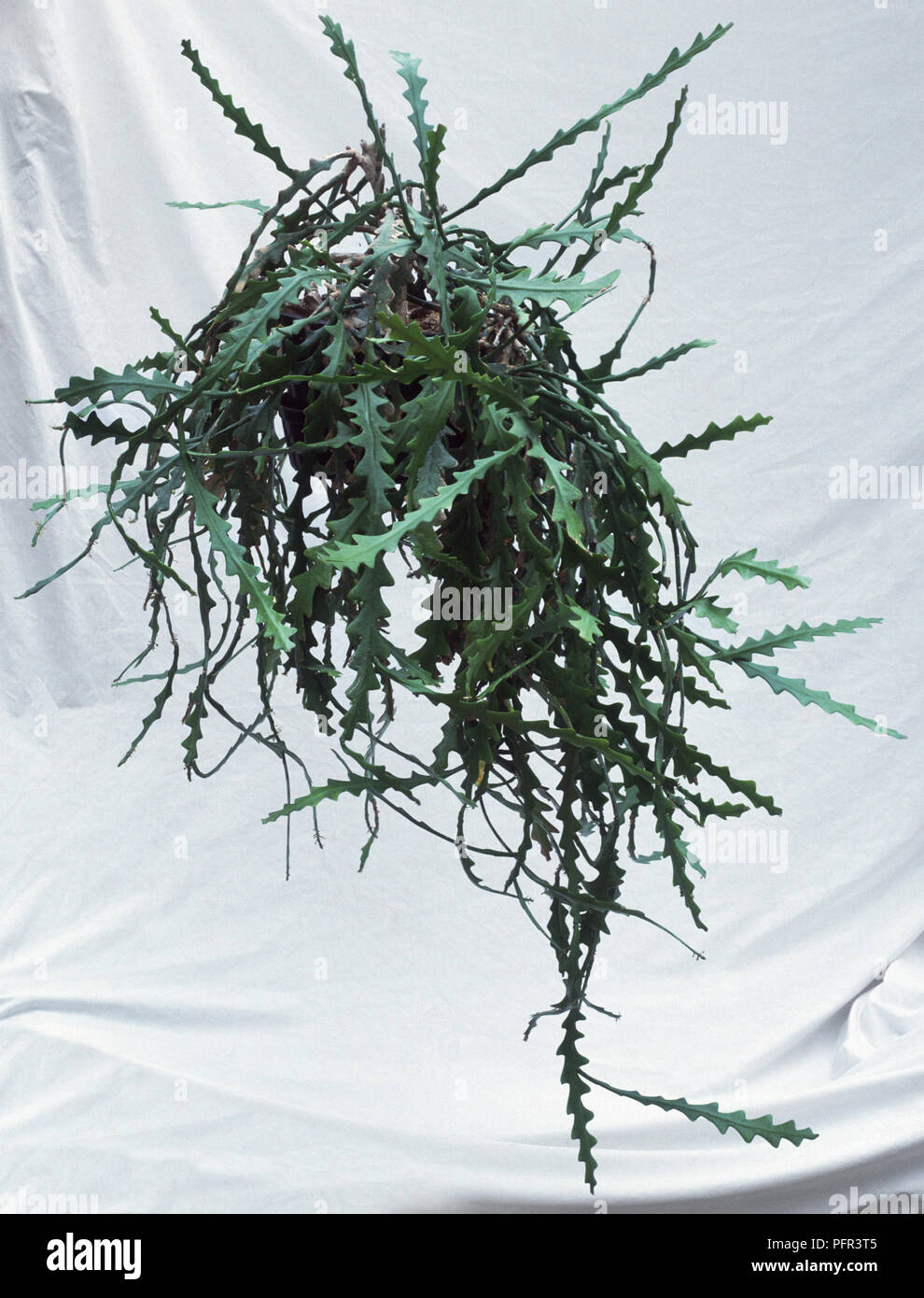 Epiphyllum anguliger (Fishbone Kaktus) in hngenden Korb Stockfotografie -  Alamy