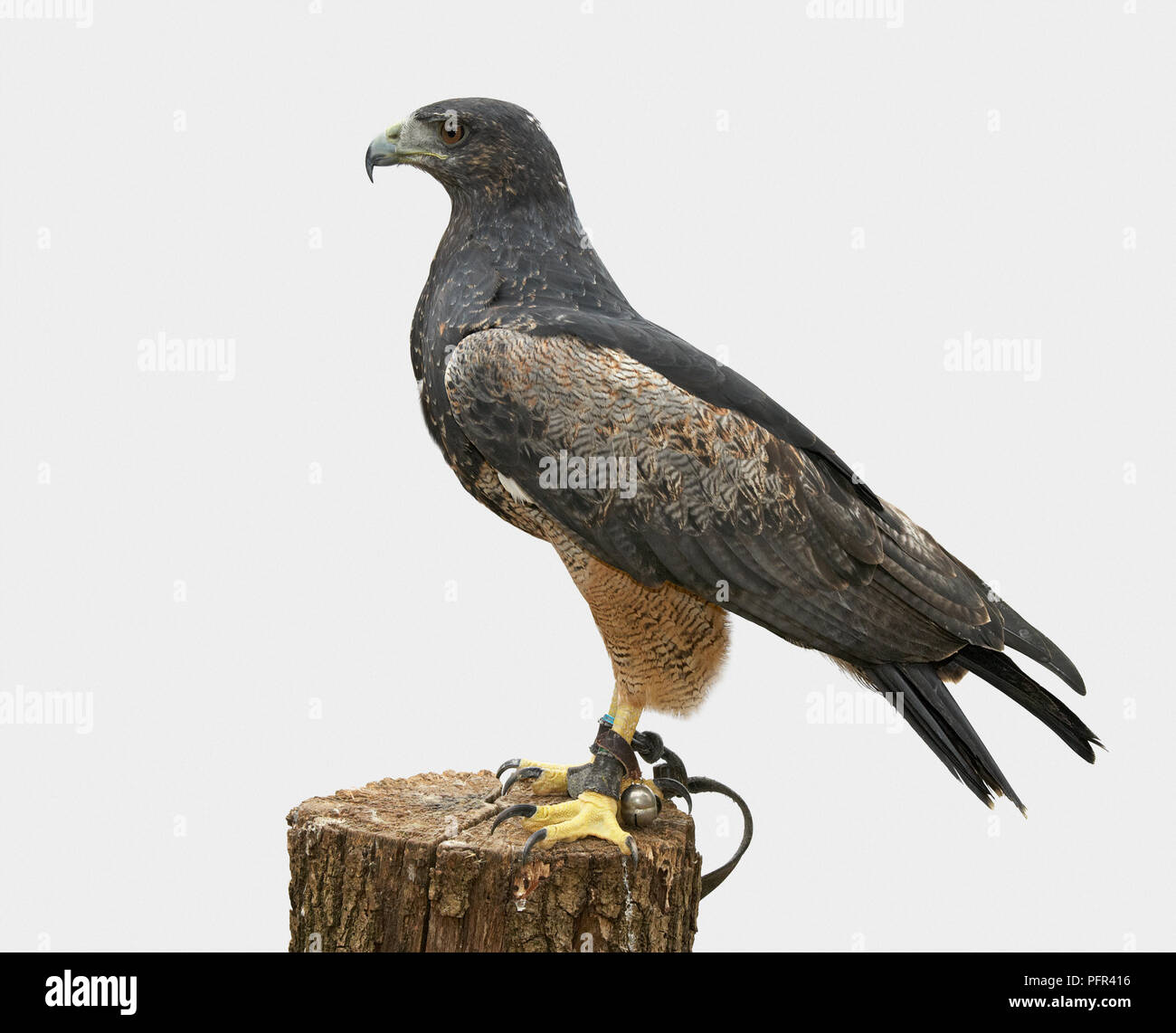 Schwarz-chested Bussard Eagle (geranoaetus Melanoleucus) auf Baumstumpf Stockfoto