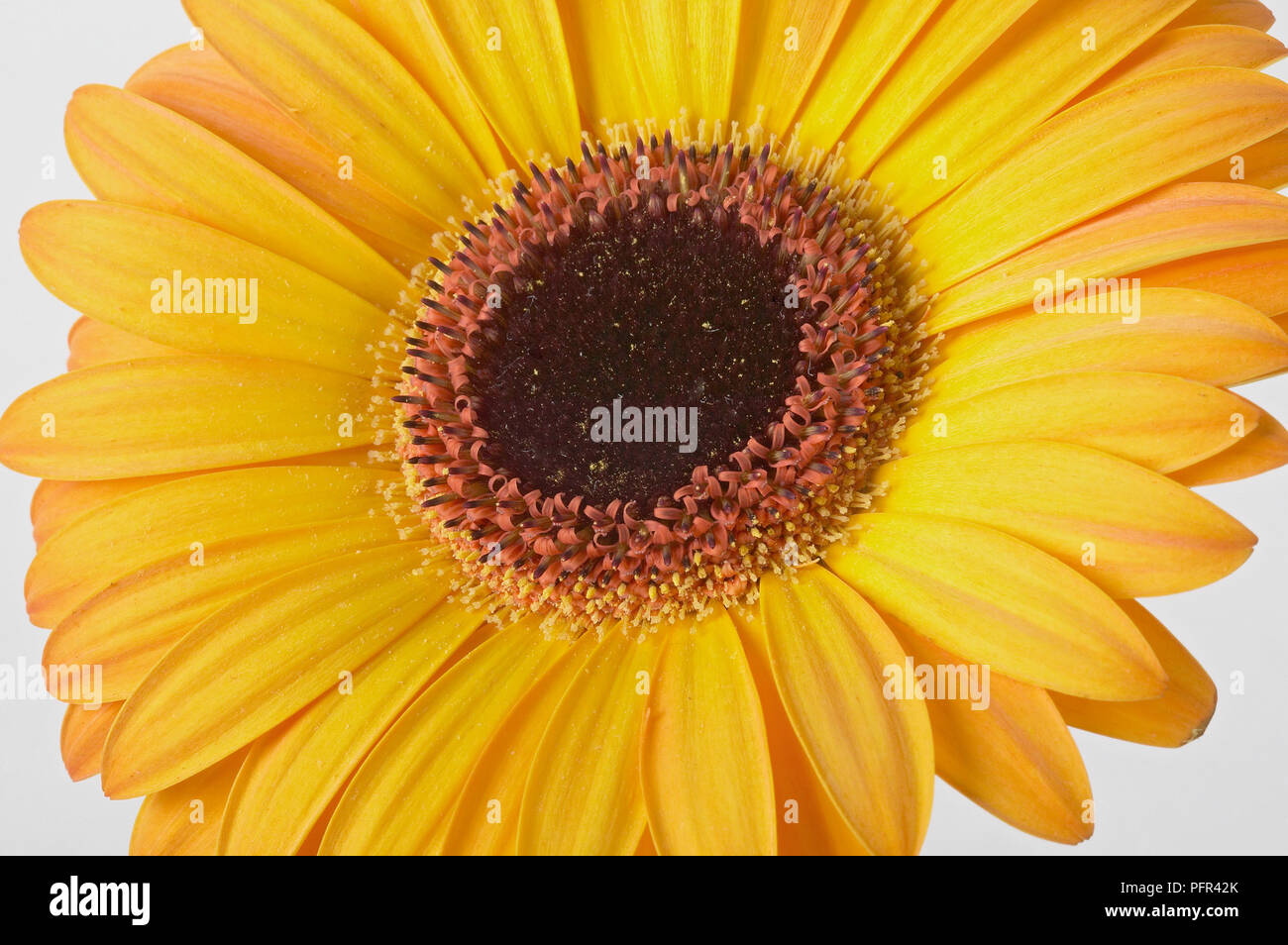 Gelbe Gerbera flowerhead, close-up Stockfoto