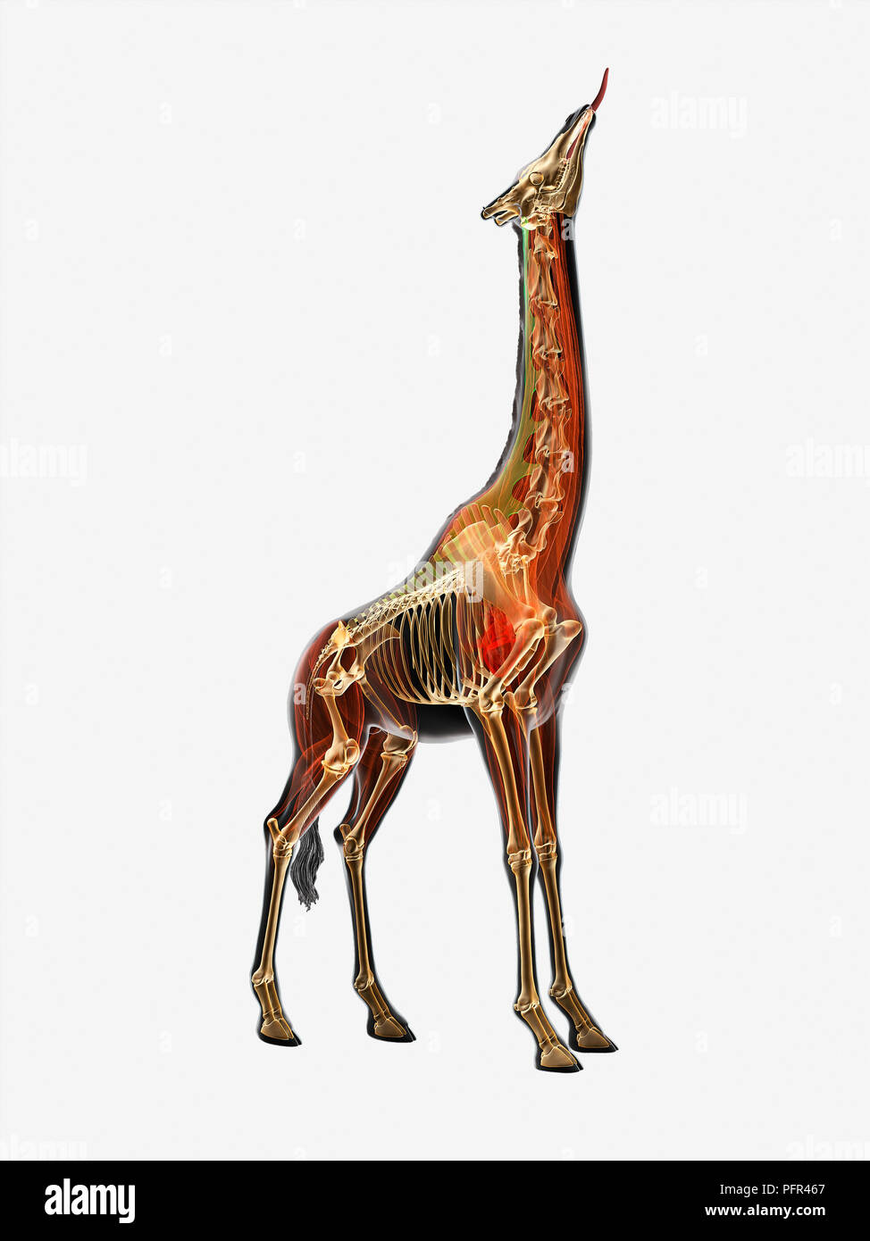 Illustration, Anatomie der Giraffe (Giraffa Camelopardalis) Stockfoto