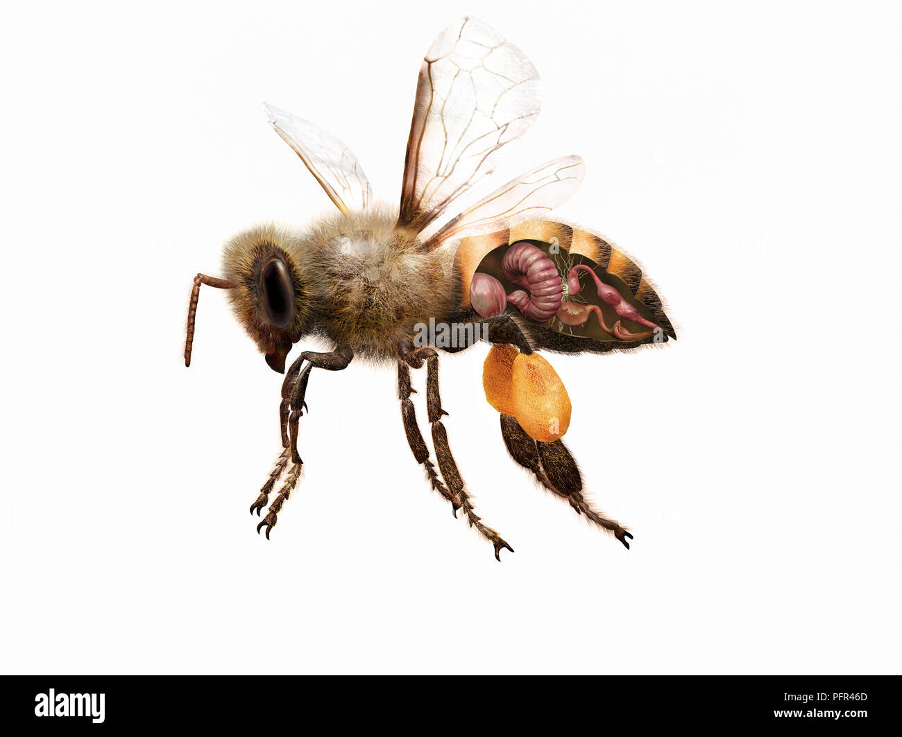 Digitale Illustration von Honig Biene mit inneren Organen, Schnittzeichnung Stockfoto